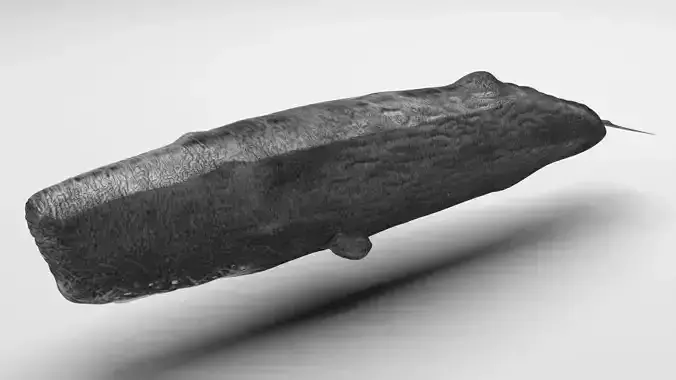 Sperm Whale 3D model