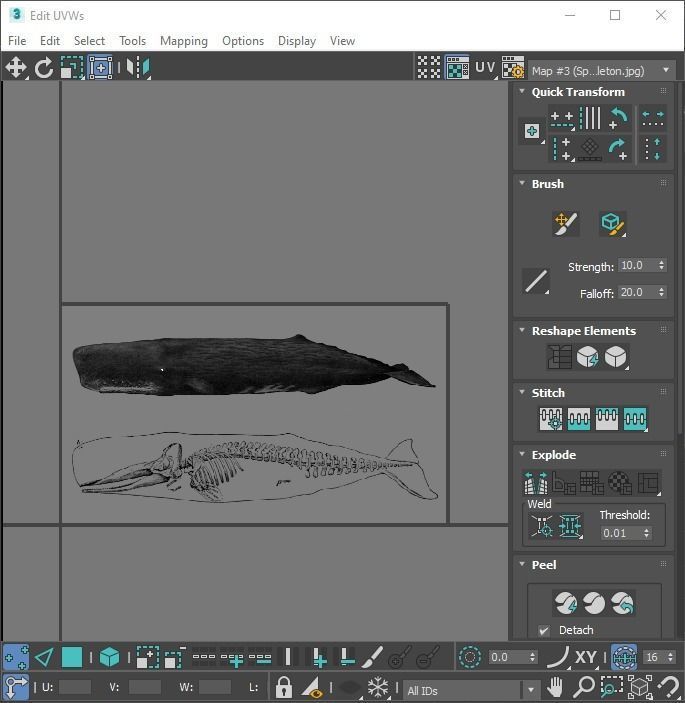 Sperm Whale 3D model_27