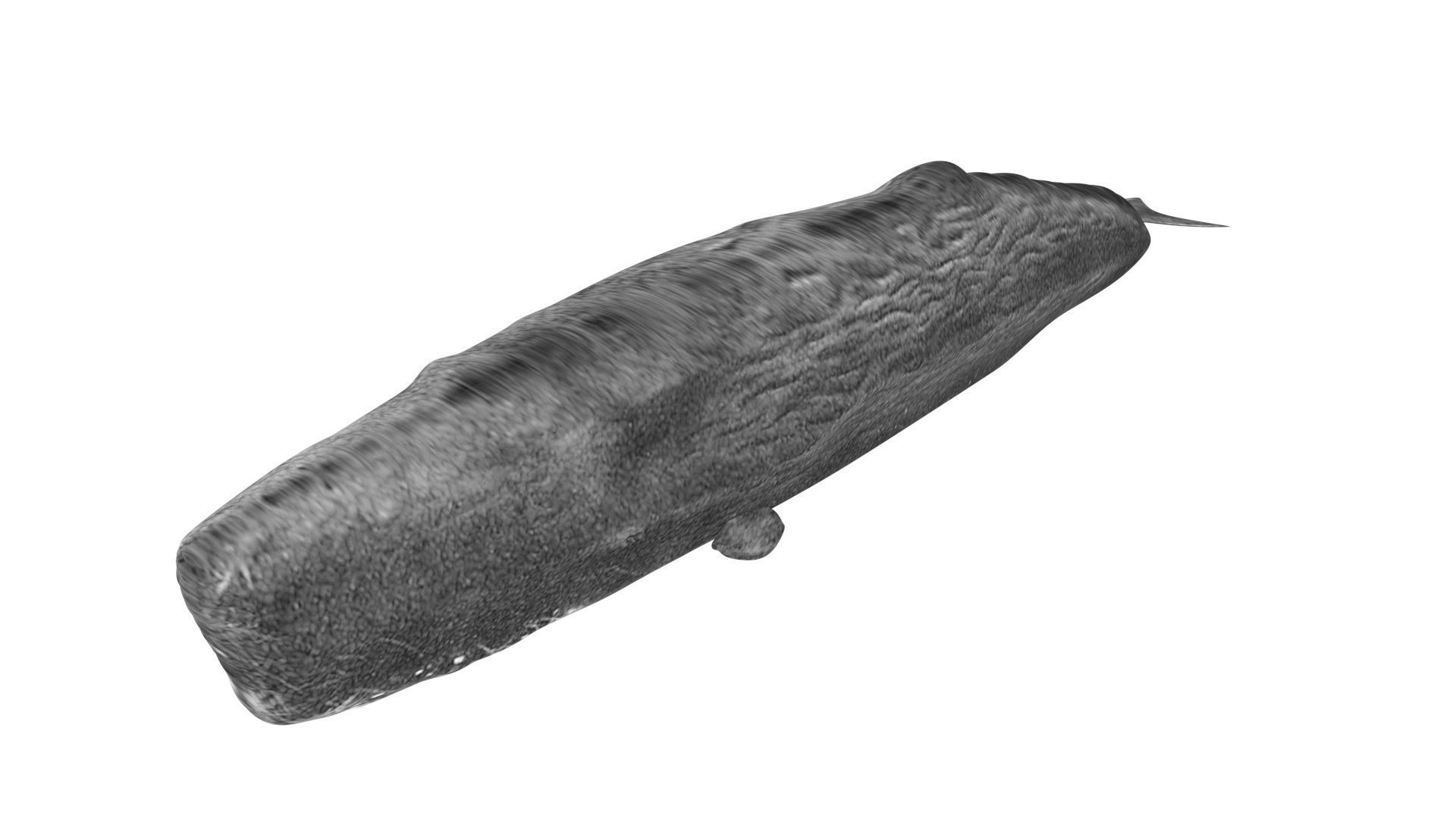 Sperm Whale 3D model_7