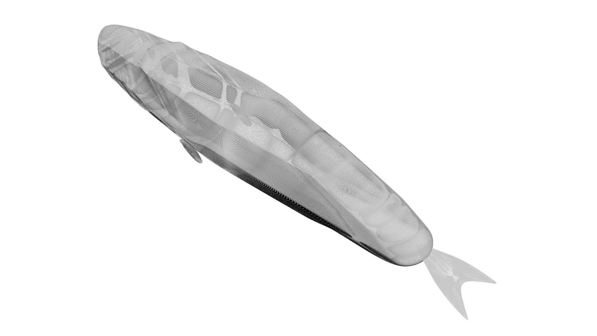 Sperm Whale 3D model_17
