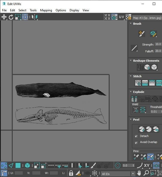 Sperm Whale 3D model_28