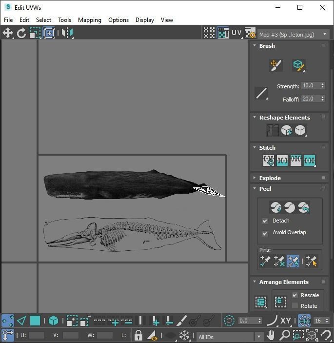 Sperm Whale 3D model_26