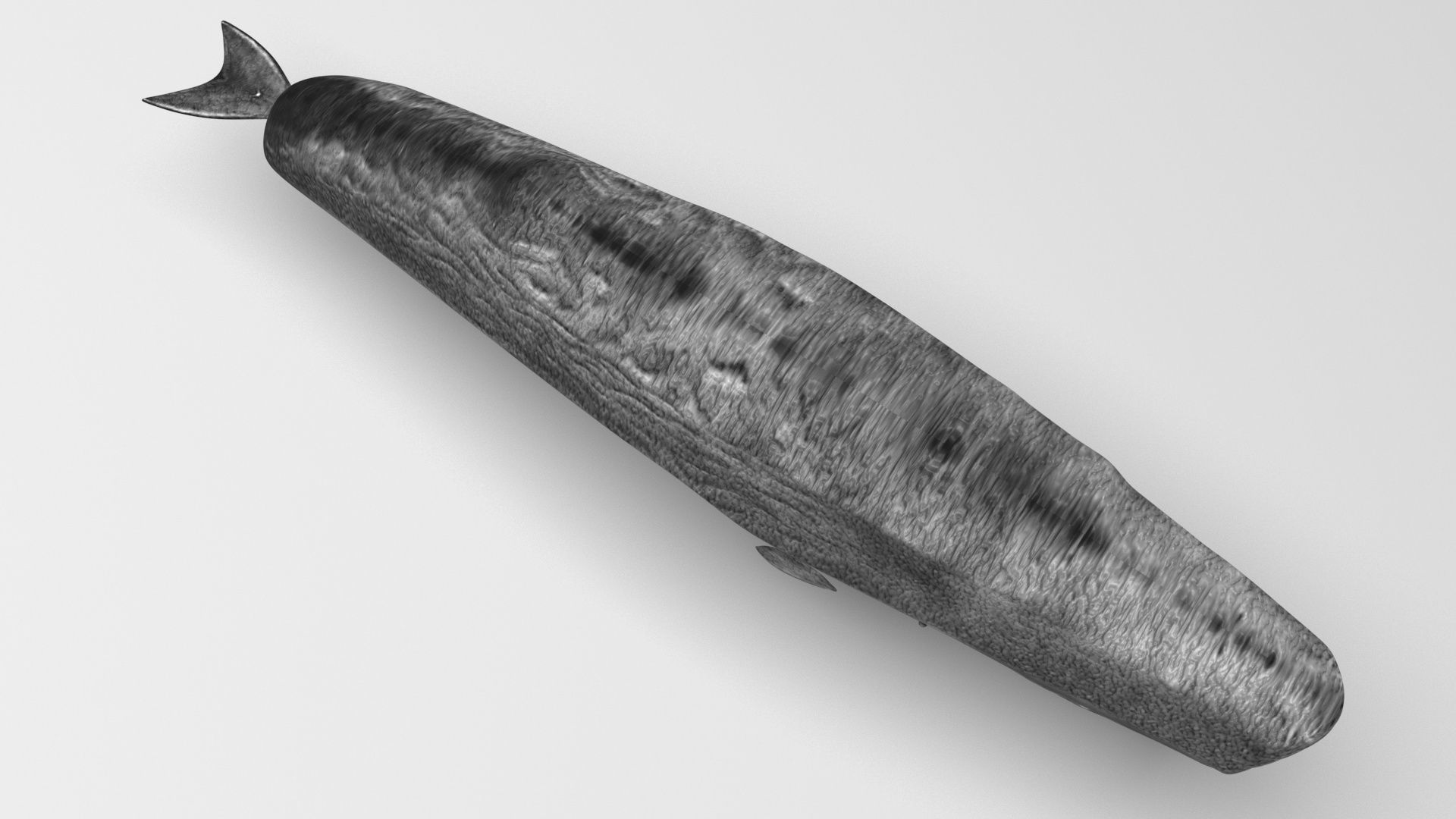 Sperm Whale 3D model_3