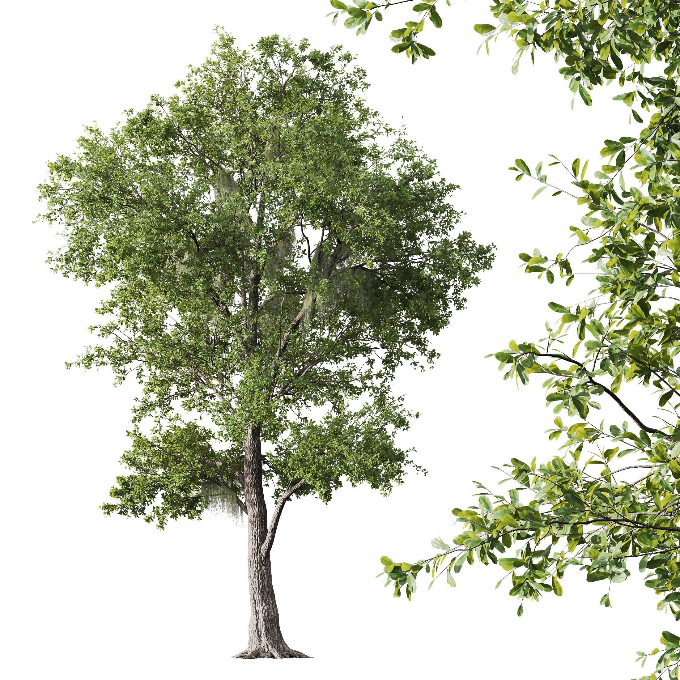 Angel Oak Live 3D model_1