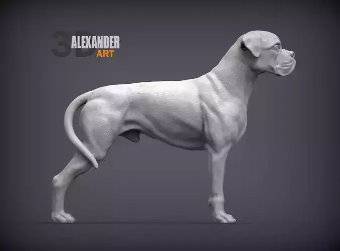 Boxer  dog