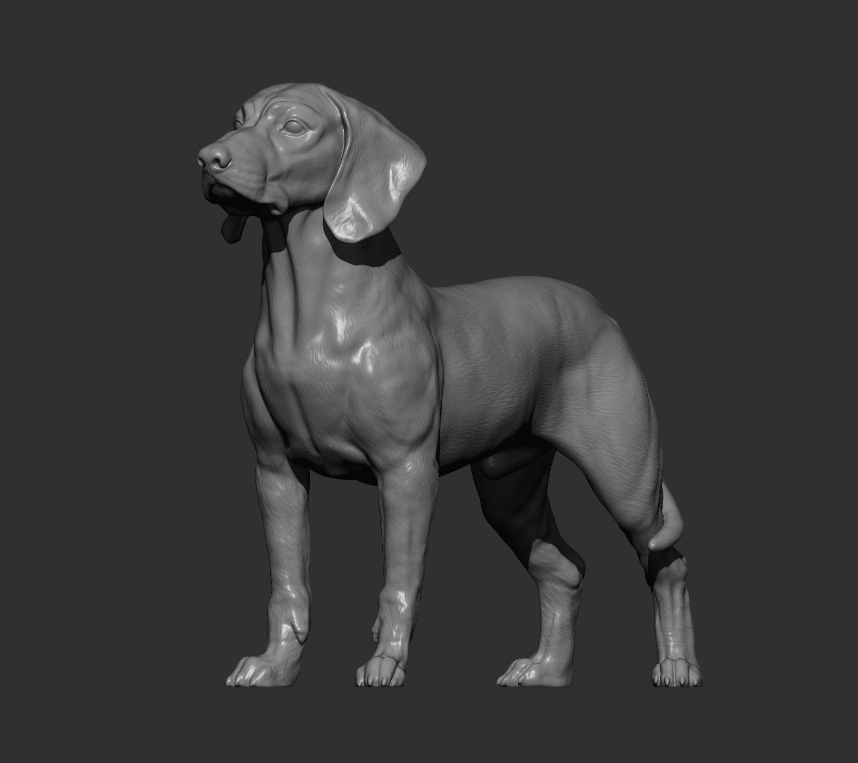 Bavarian Mountain Bloodhound 3D print model_11
