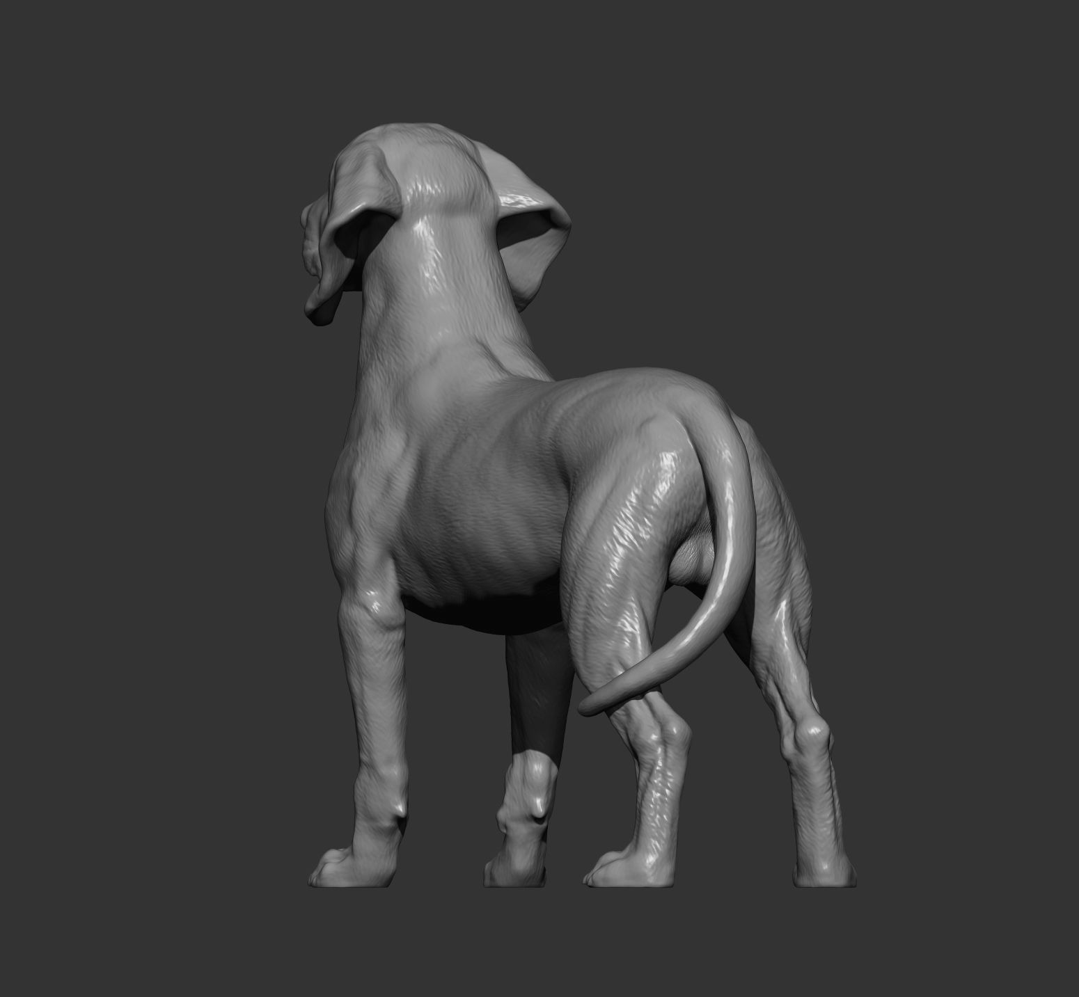 Bavarian Mountain Bloodhound 3D print model_9