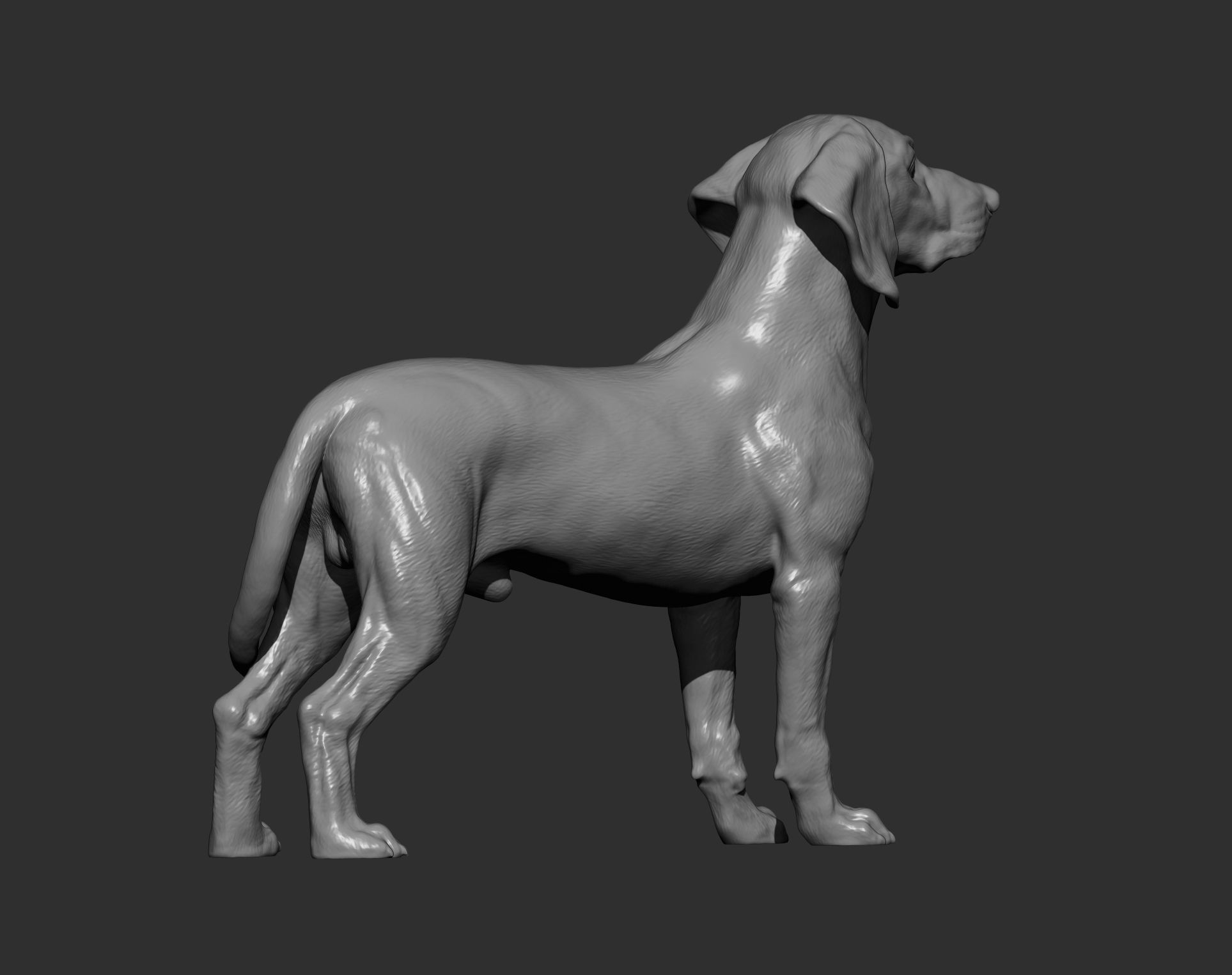Bavarian Mountain Bloodhound 3D print model_14