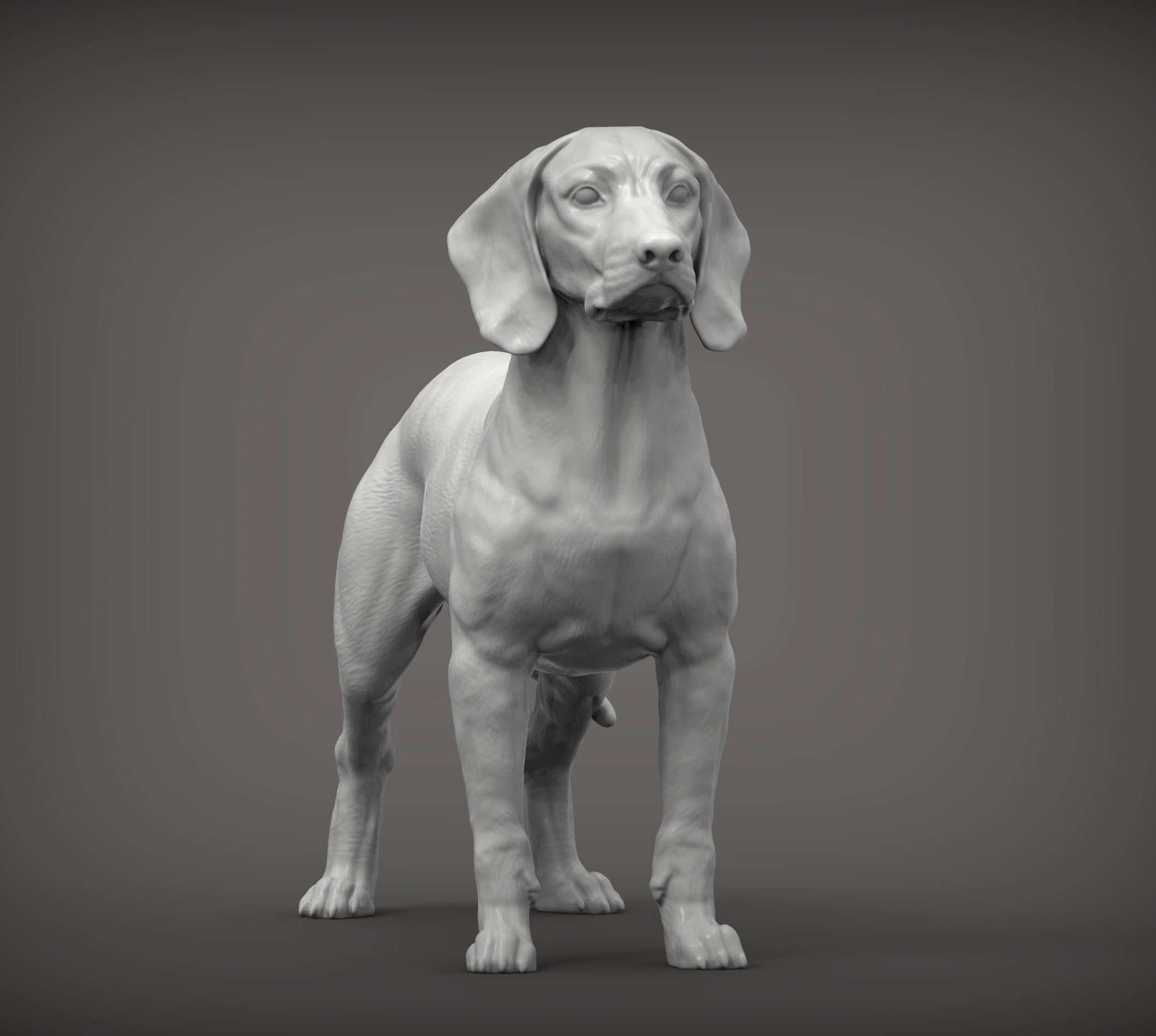 Bavarian Mountain Bloodhound 3D print model_3