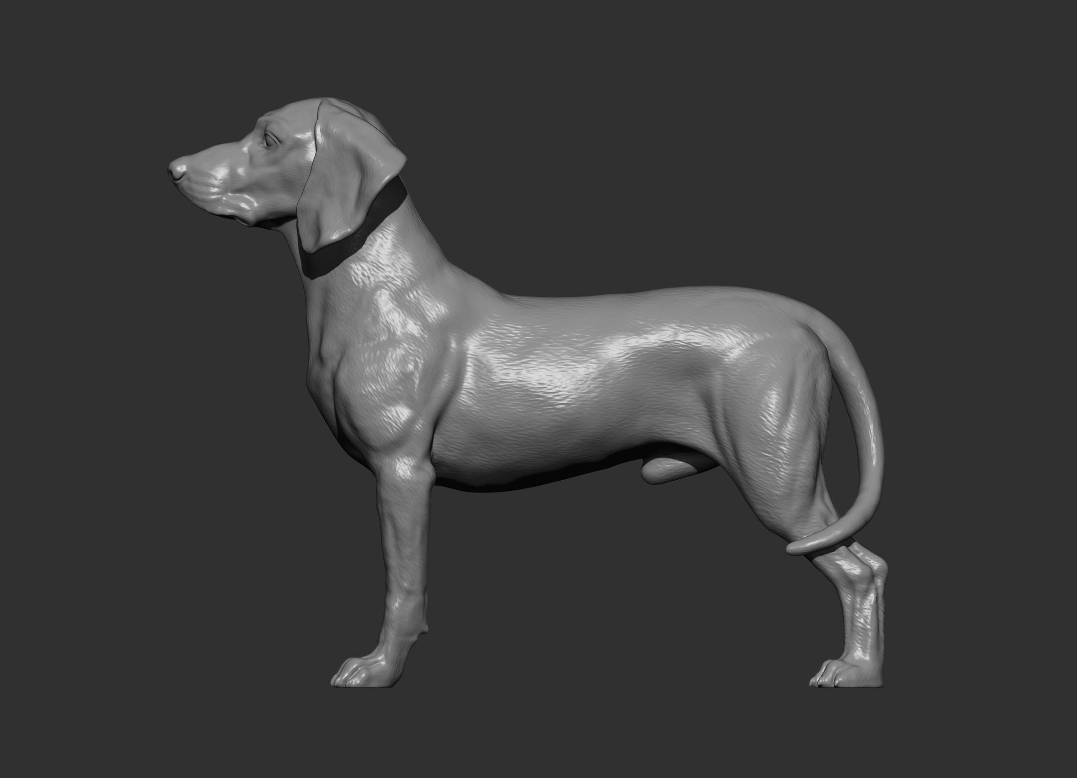 Bavarian Mountain Bloodhound 3D print model_7