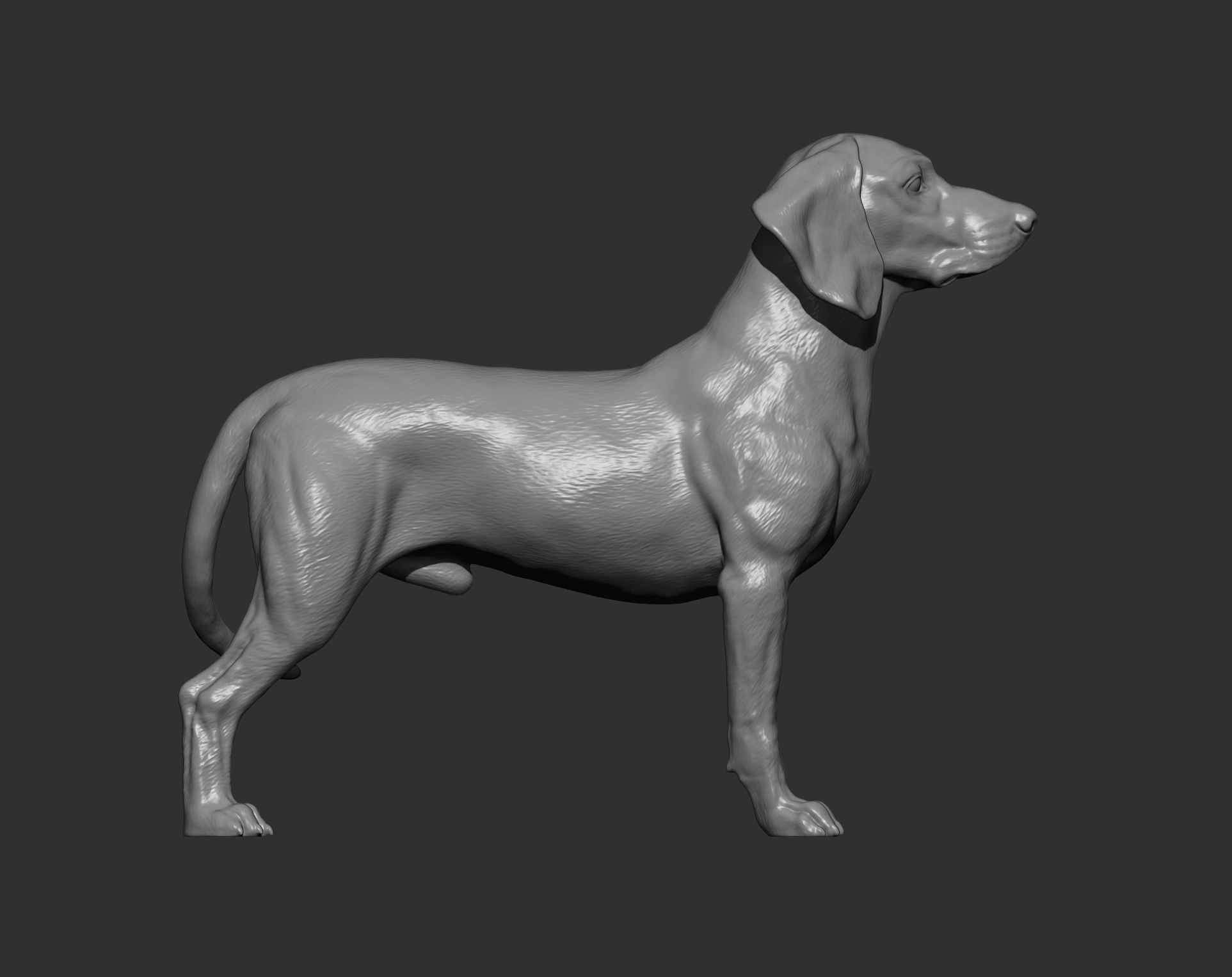 Bavarian Mountain Bloodhound 3D print model_13