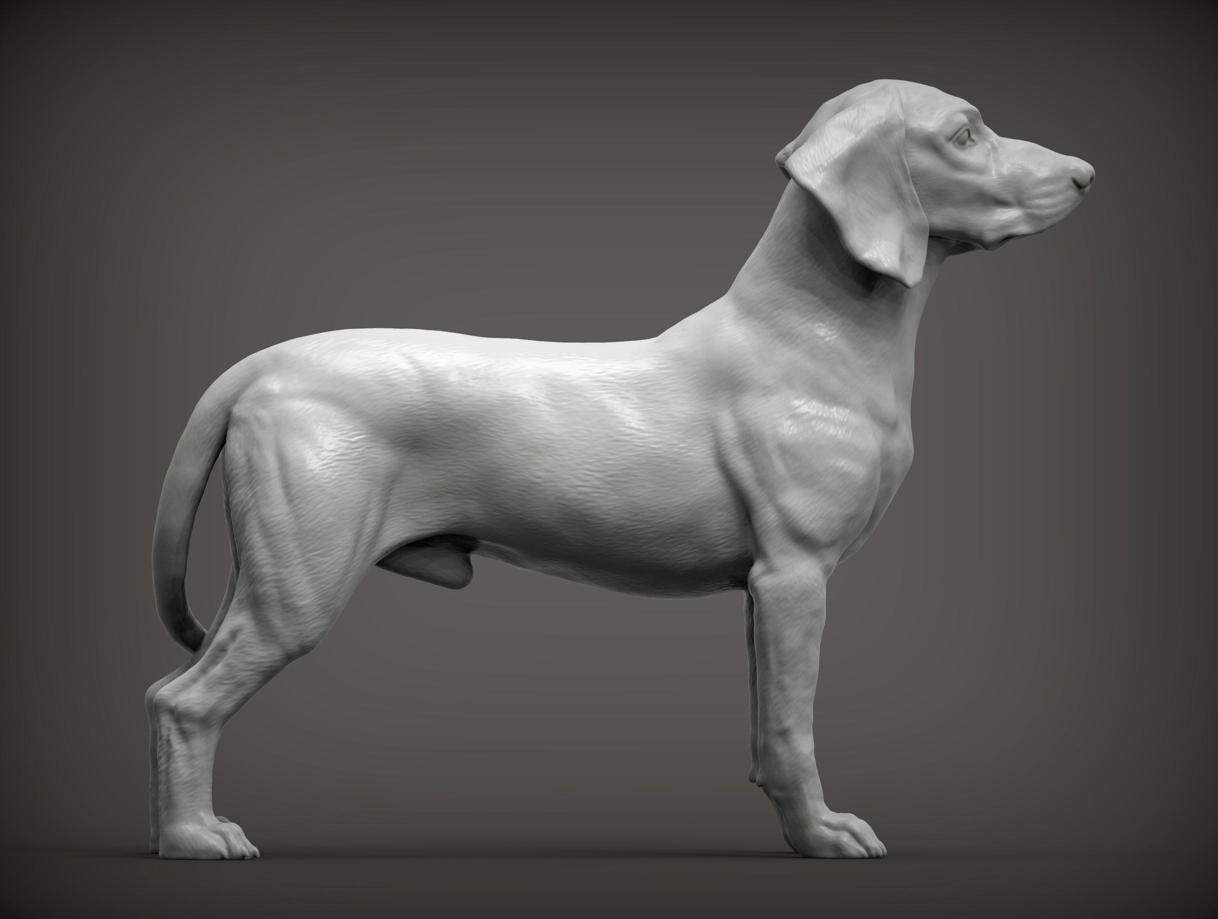 Bavarian Mountain Bloodhound 3D print model_5