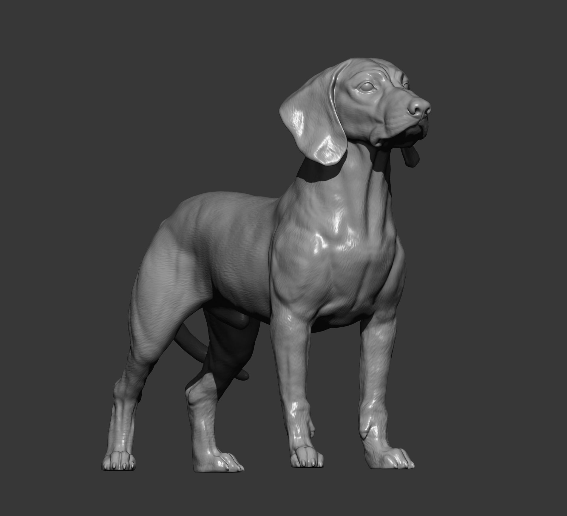 Bavarian Mountain Bloodhound 3D print model_10