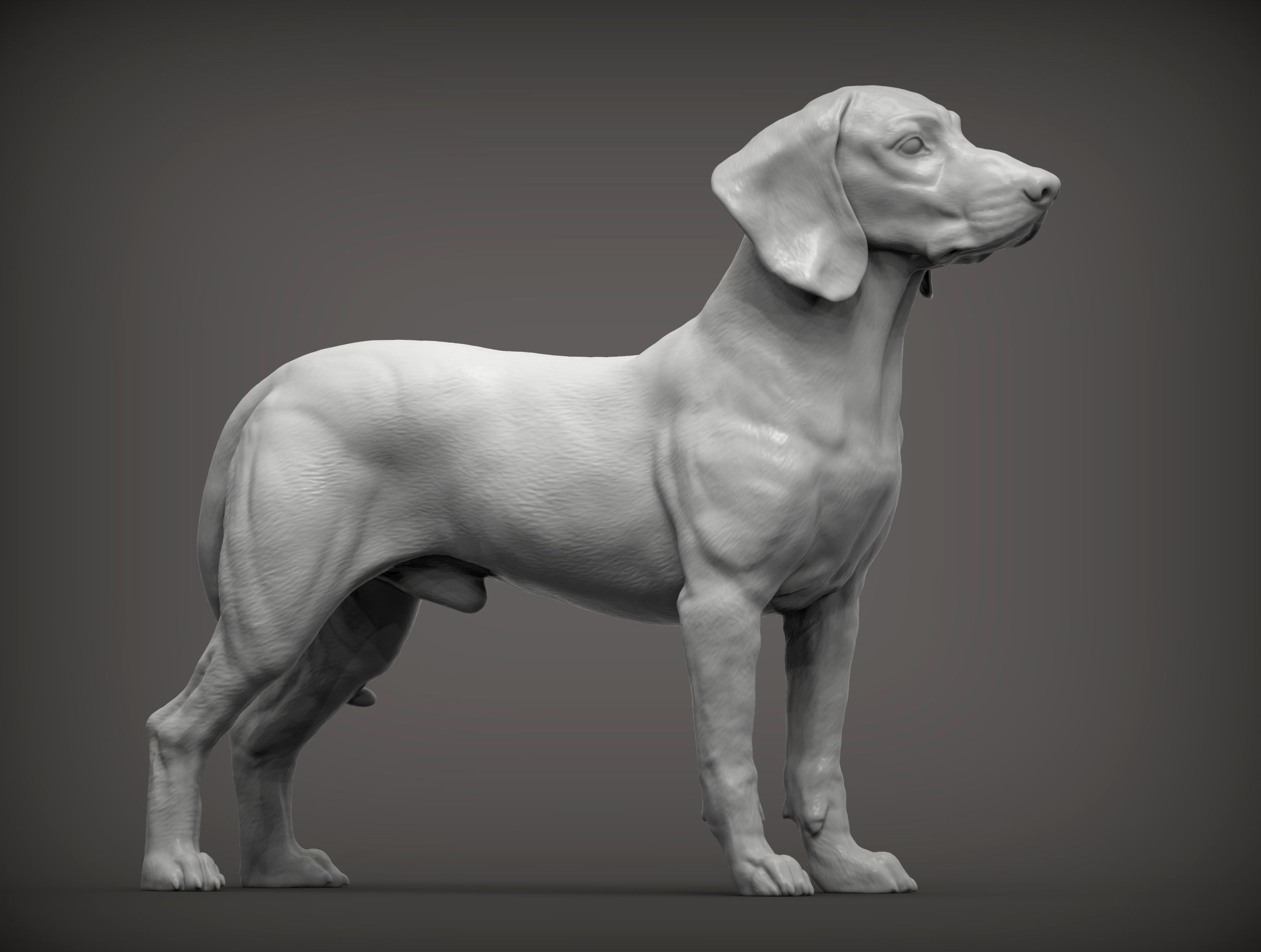 Bavarian Mountain Bloodhound 3D print model_4