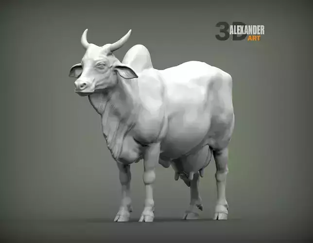 Indian cow