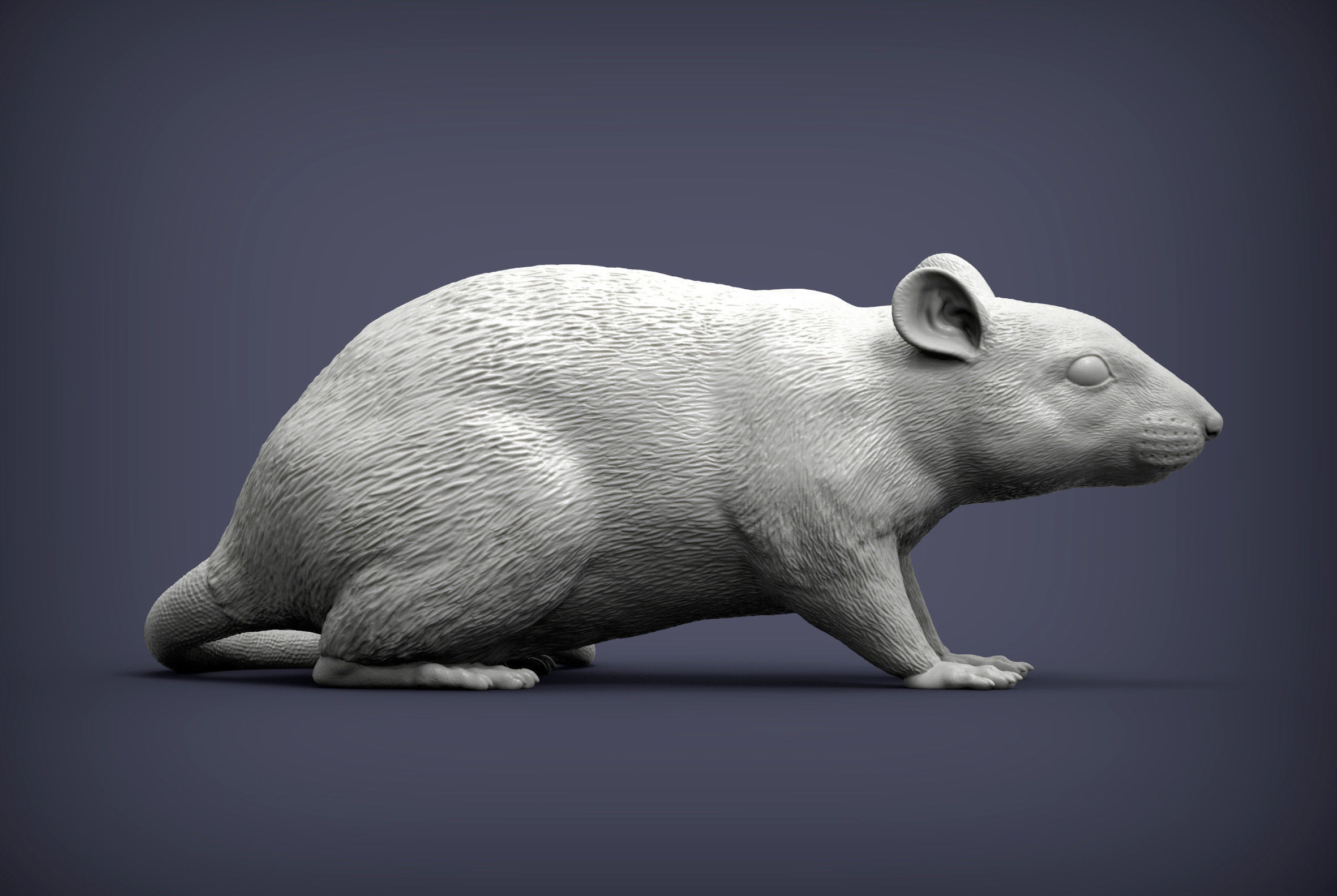 Rat 3D print model 3D print model_5
