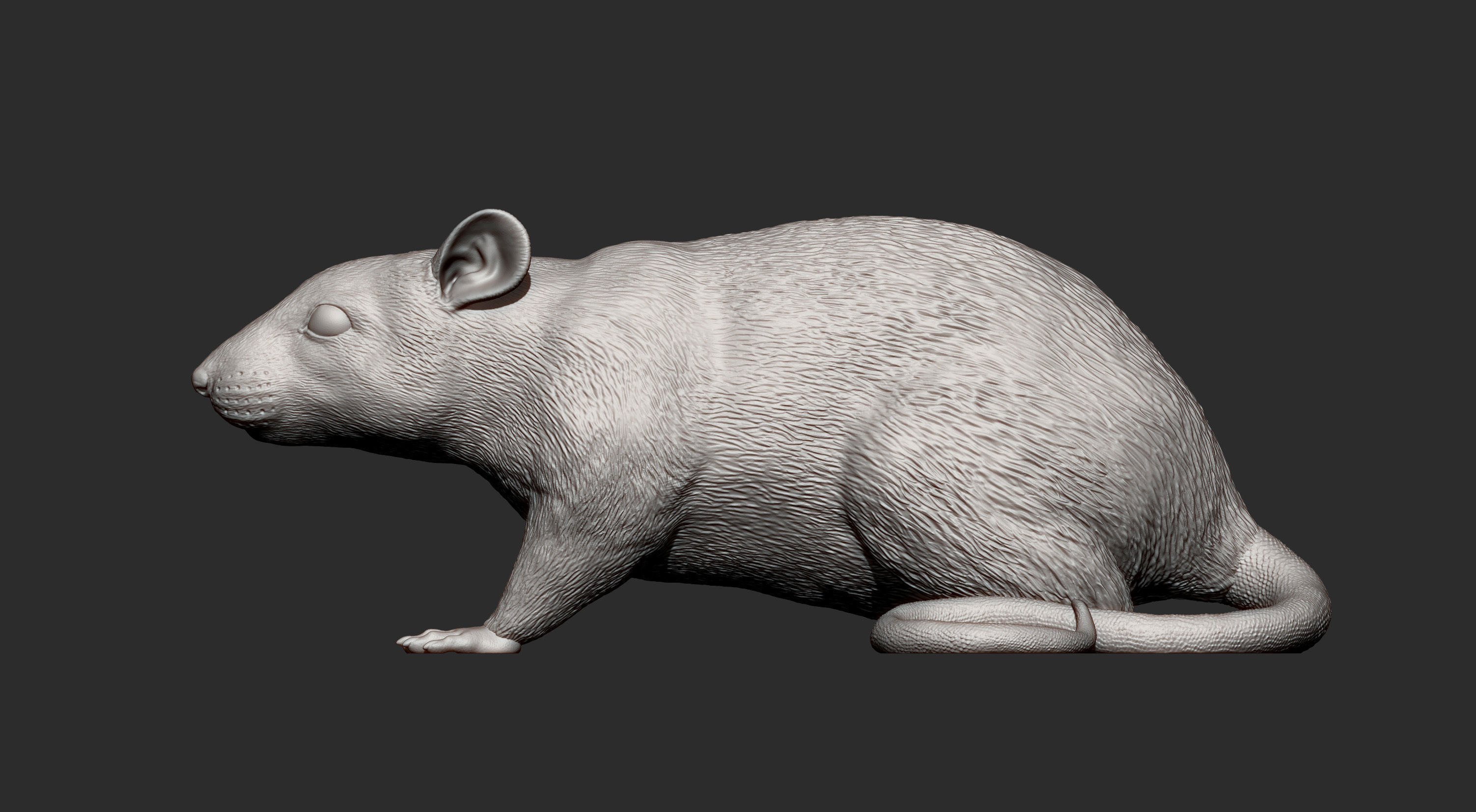 Rat 3D print model 3D print model_13