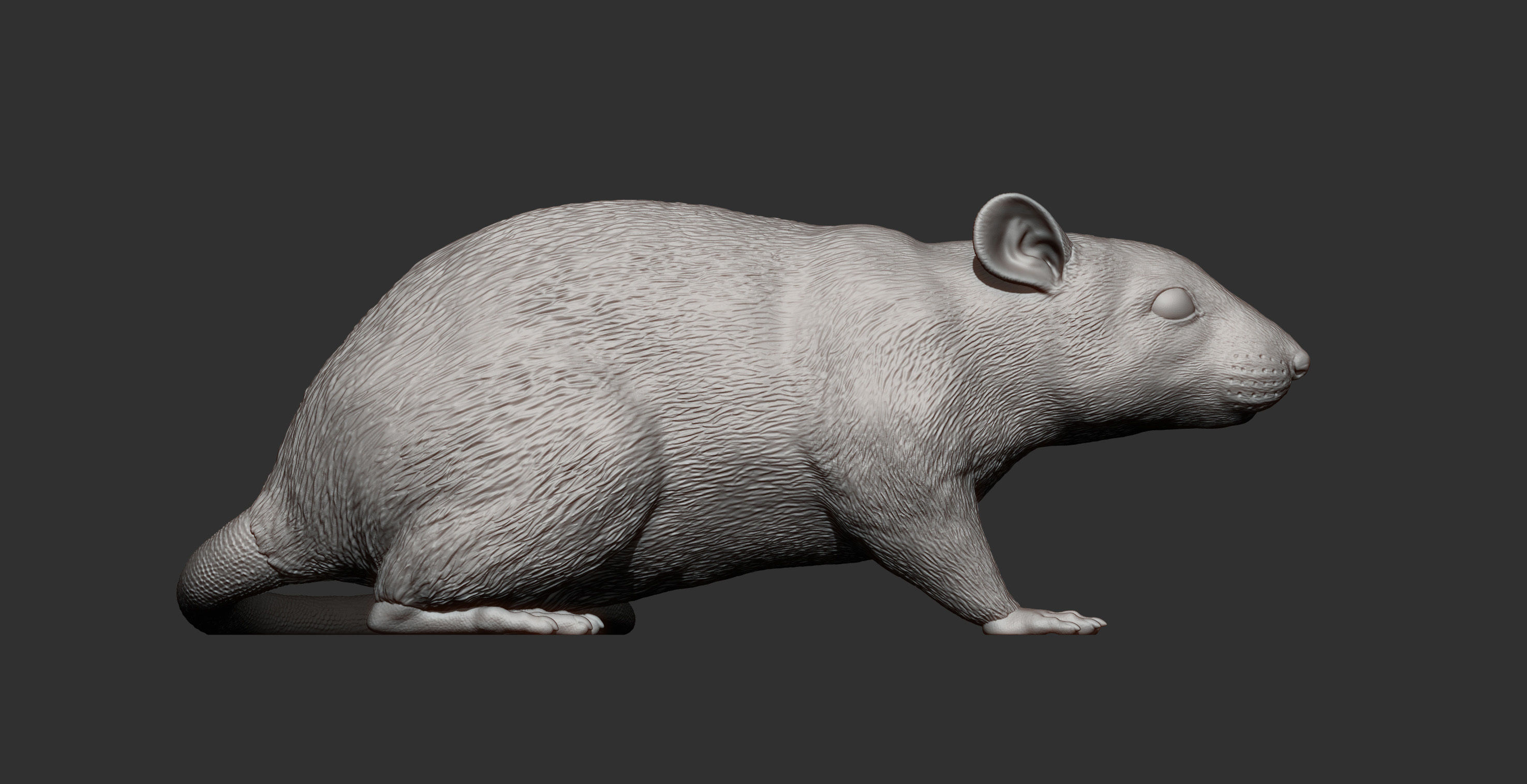 Rat 3D print model 3D print model_9