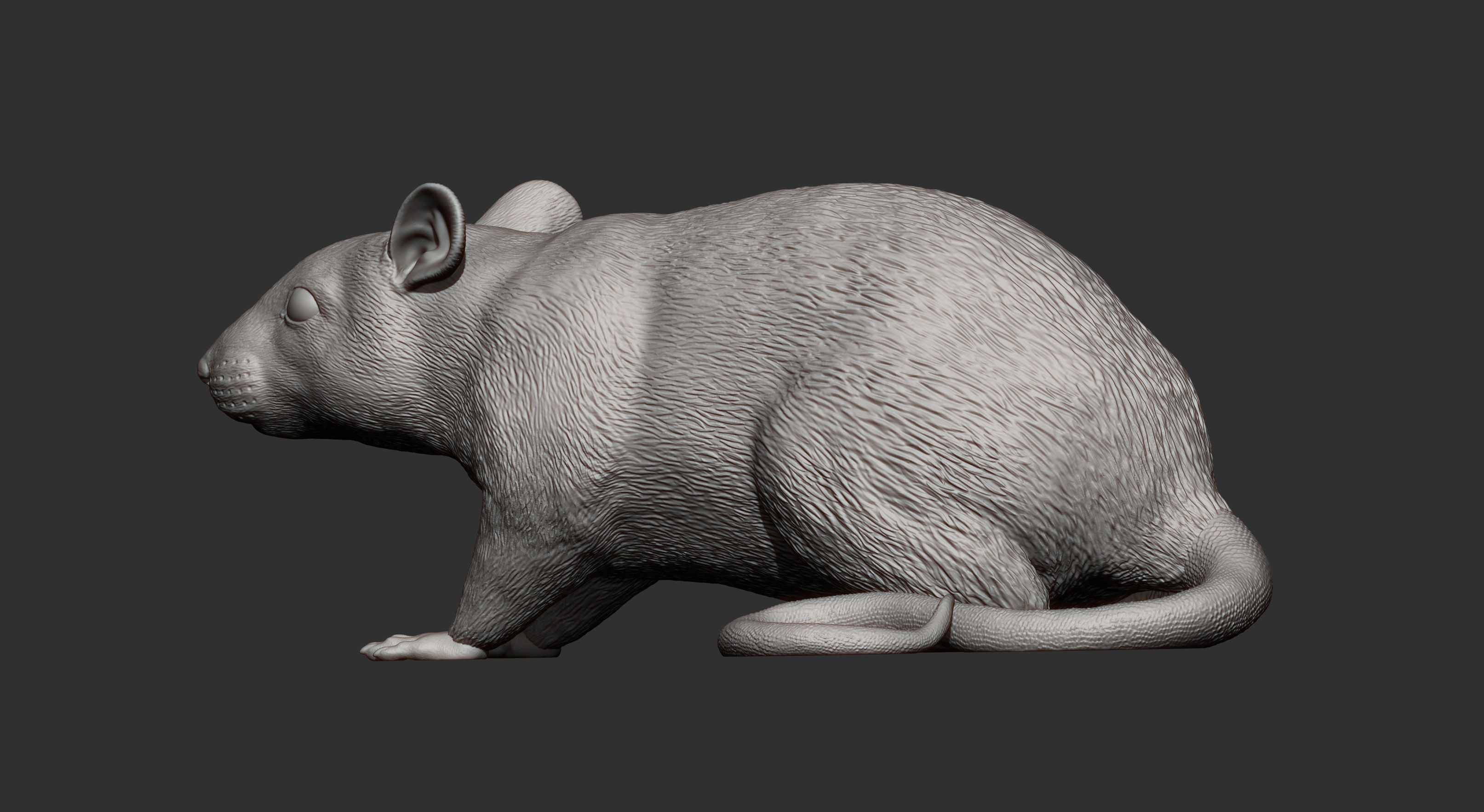 Rat 3D print model 3D print model_11