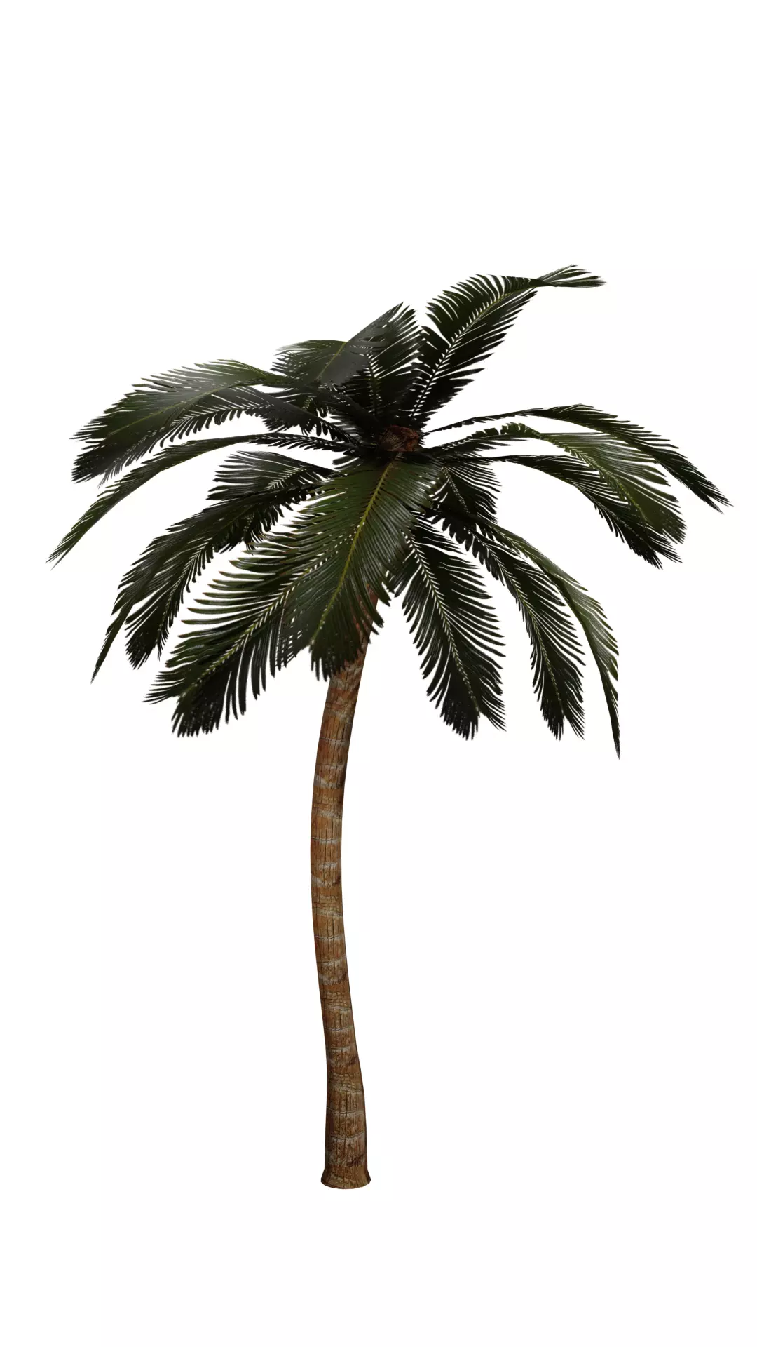 Coconut Tree Low-poly 3D model