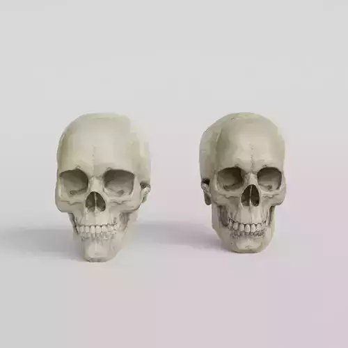 Skull human 3D print model