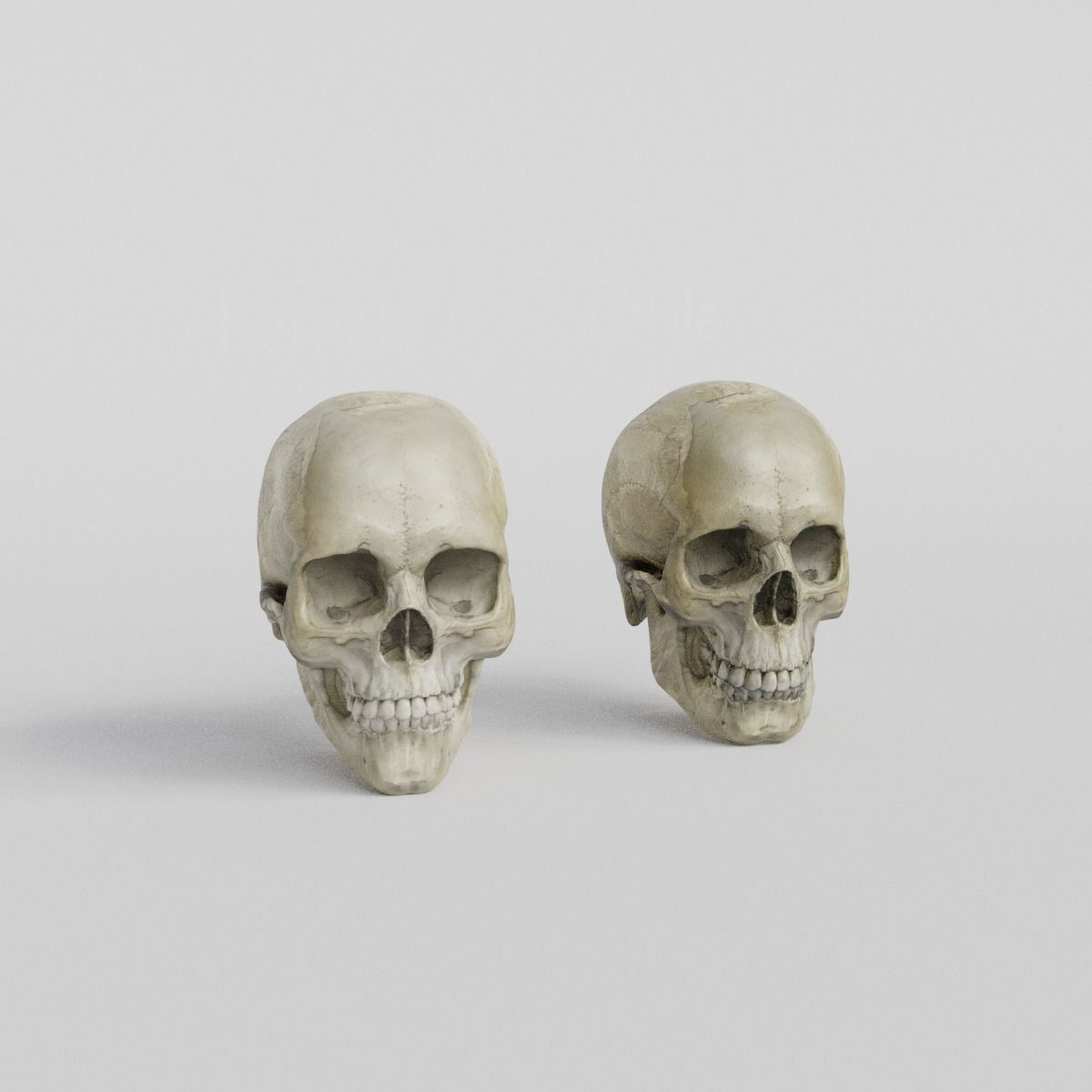 Skull human 3D print model 3D model_1