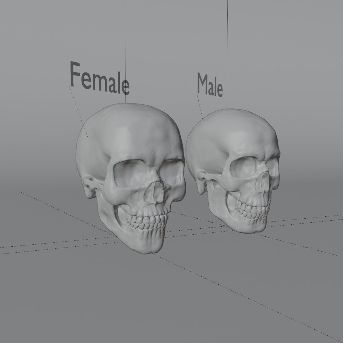 Skull human 3D print model 3D model_3