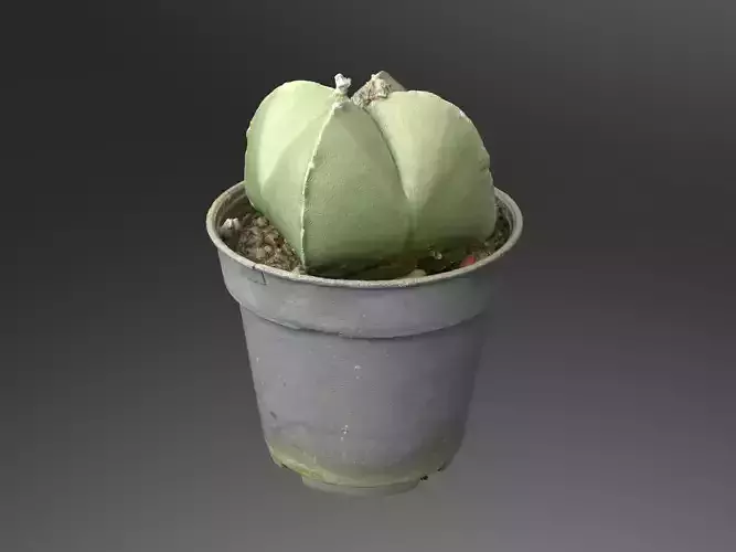 Cactus pot-plant 1 -gray vase