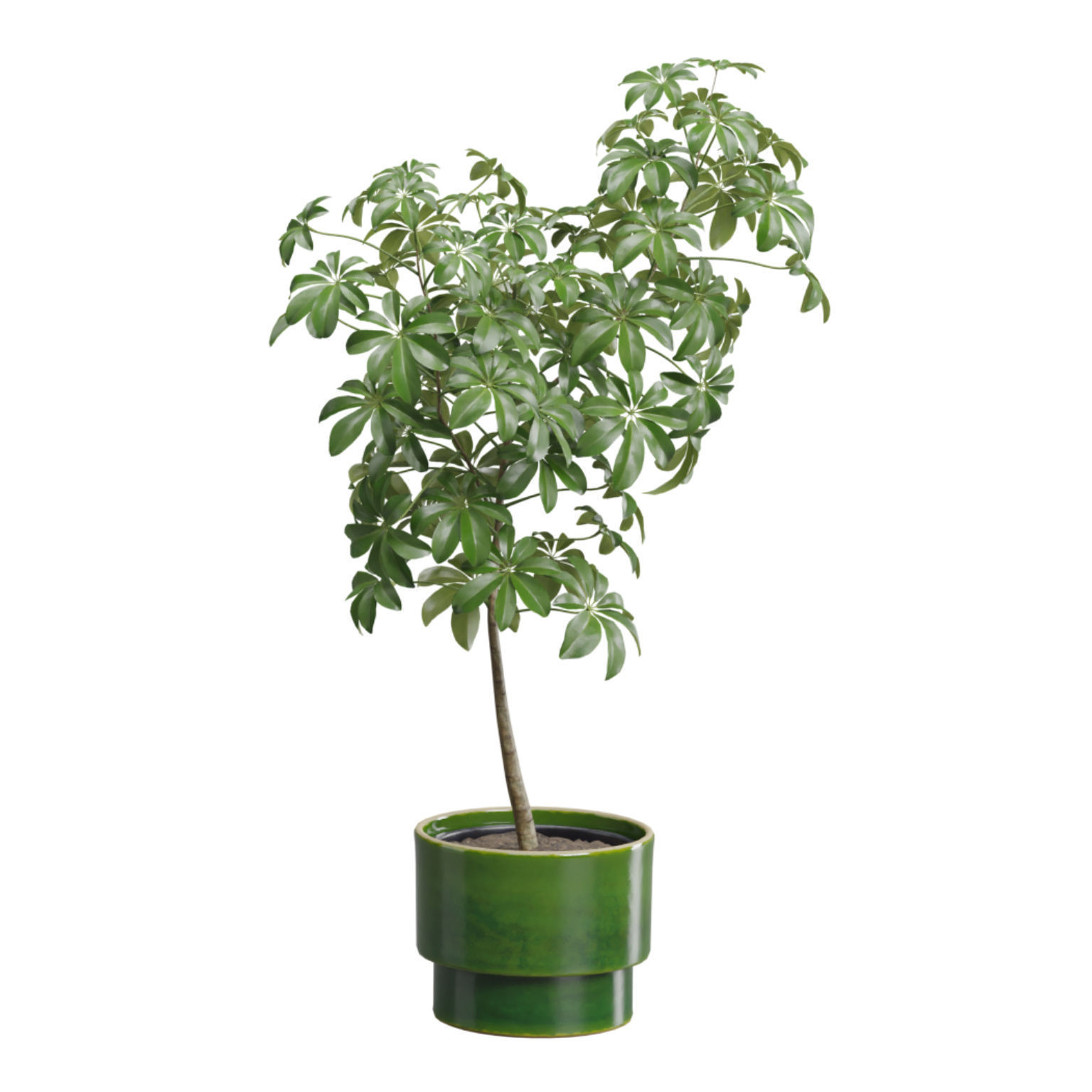 Indoor Plants Pack 52 3D model_6