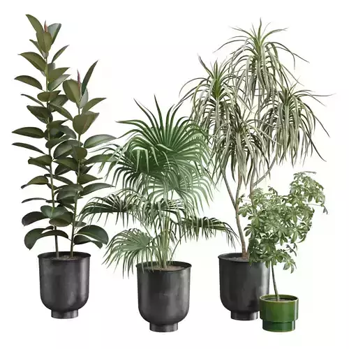 Indoor Plants Pack 52 3D model