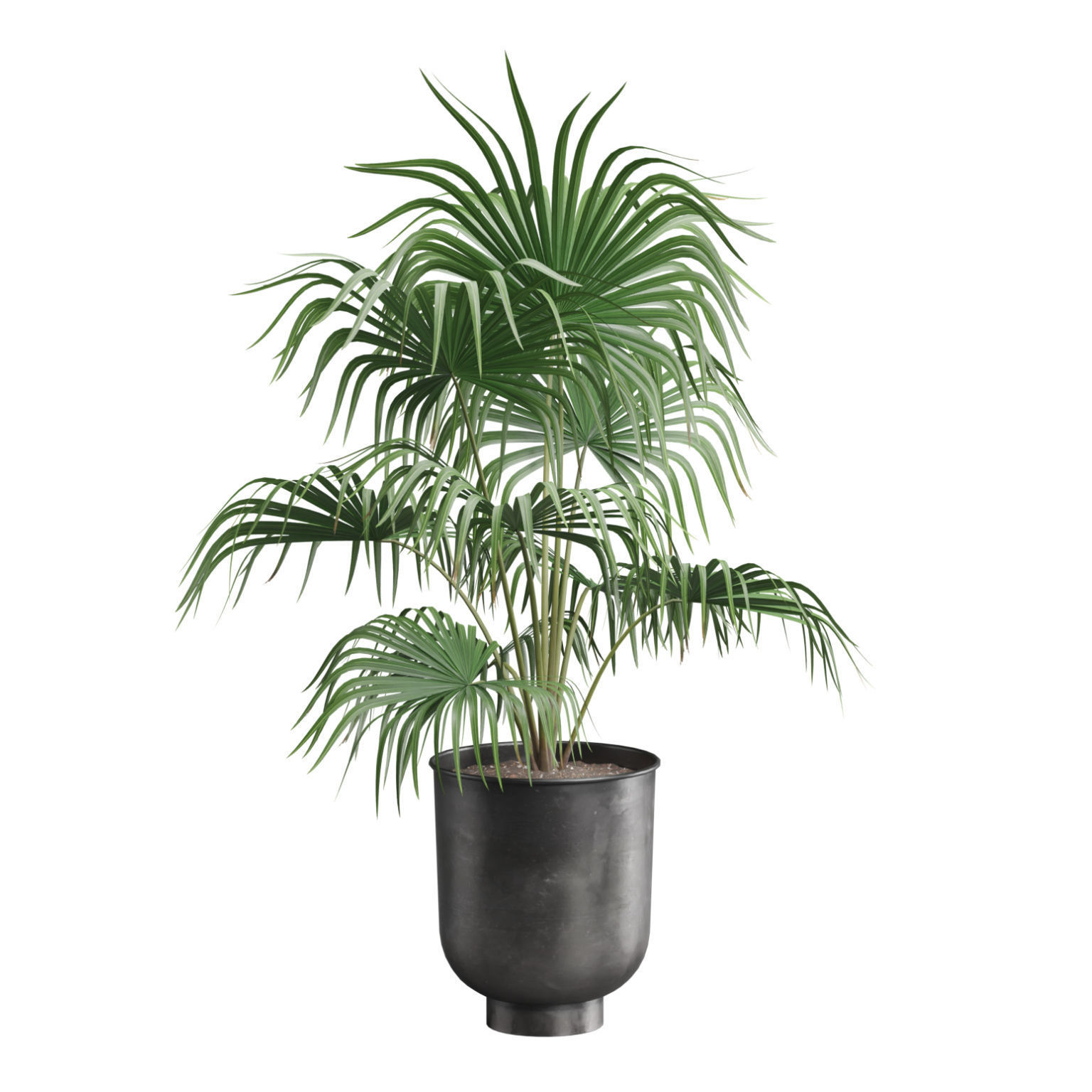 Indoor Plants Pack 52 3D model_5