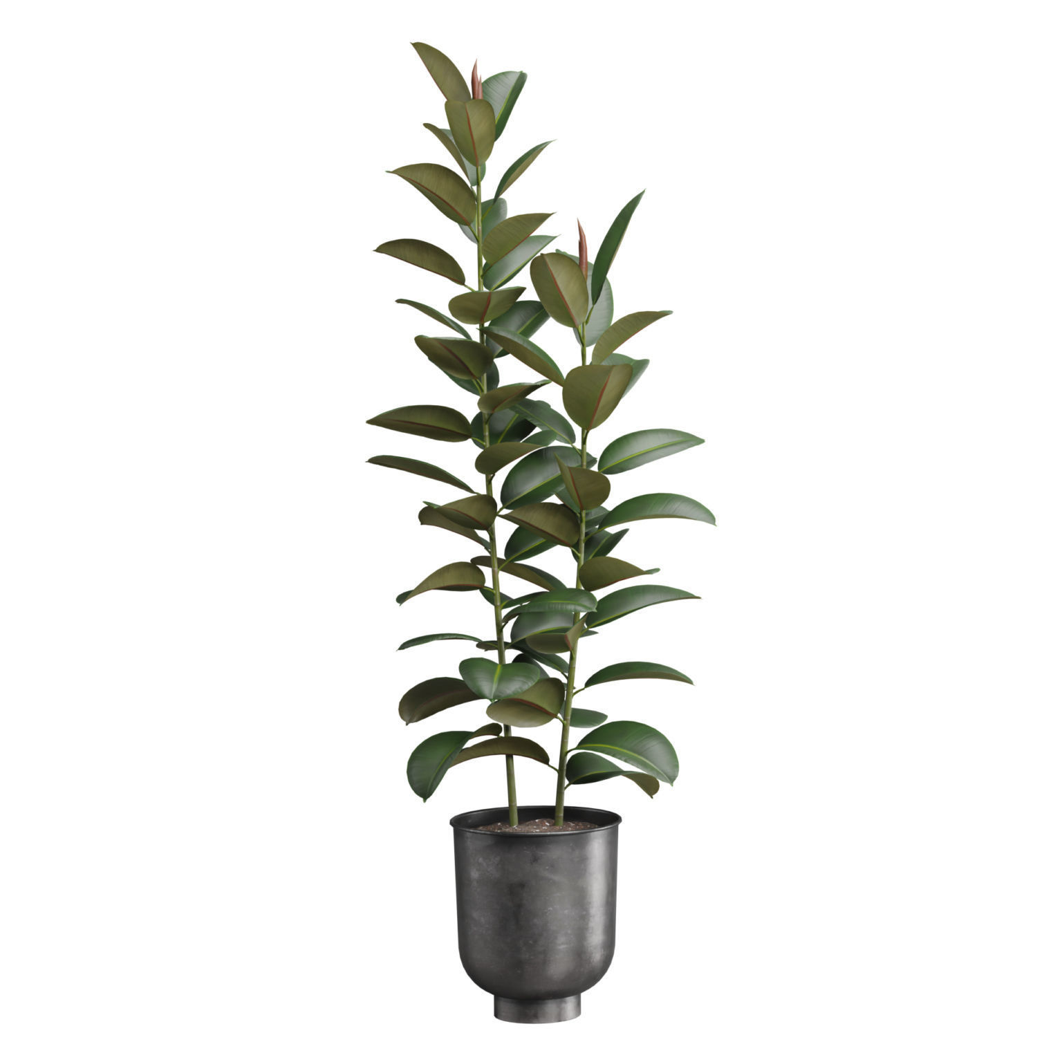 Indoor Plants Pack 52 3D model_4