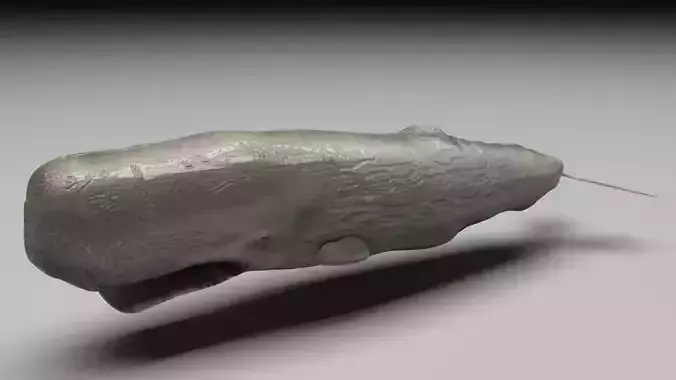 Sperm Whale 3D model