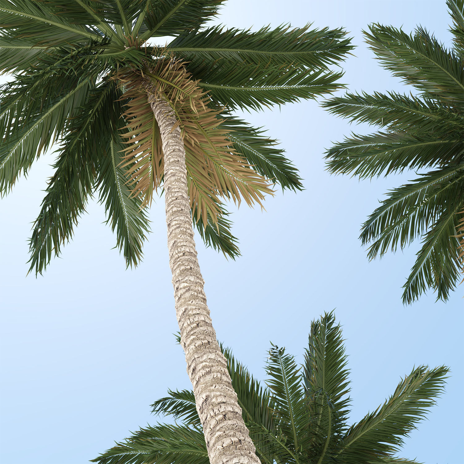 Coconut palm tree 3D model_7