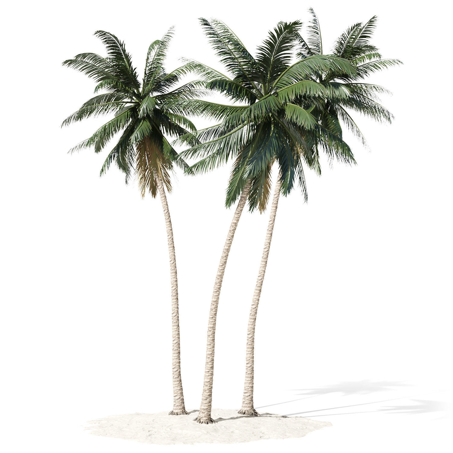 Coconut palm tree 3D model_4