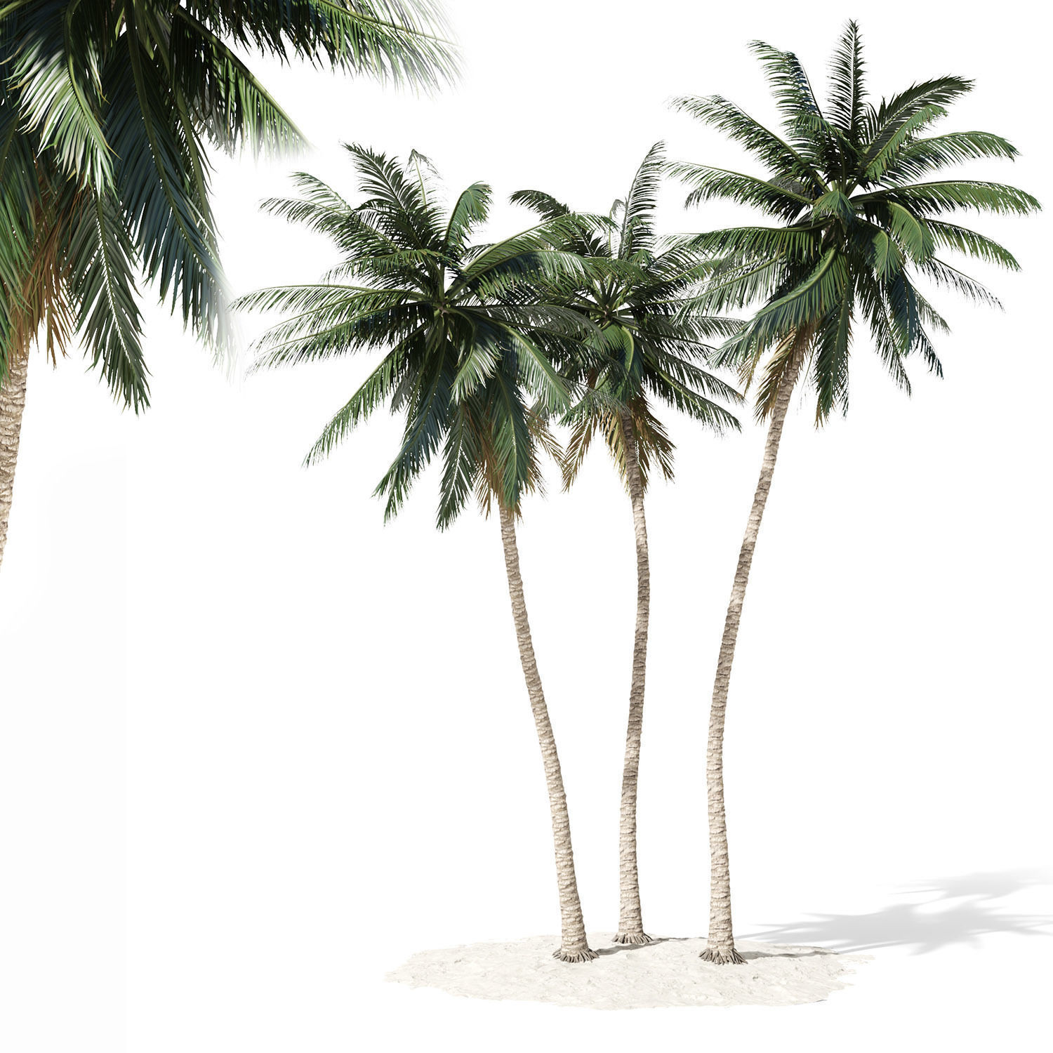 Coconut palm tree 3D model_0