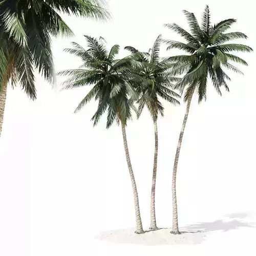 Coconut palm tree 3D model