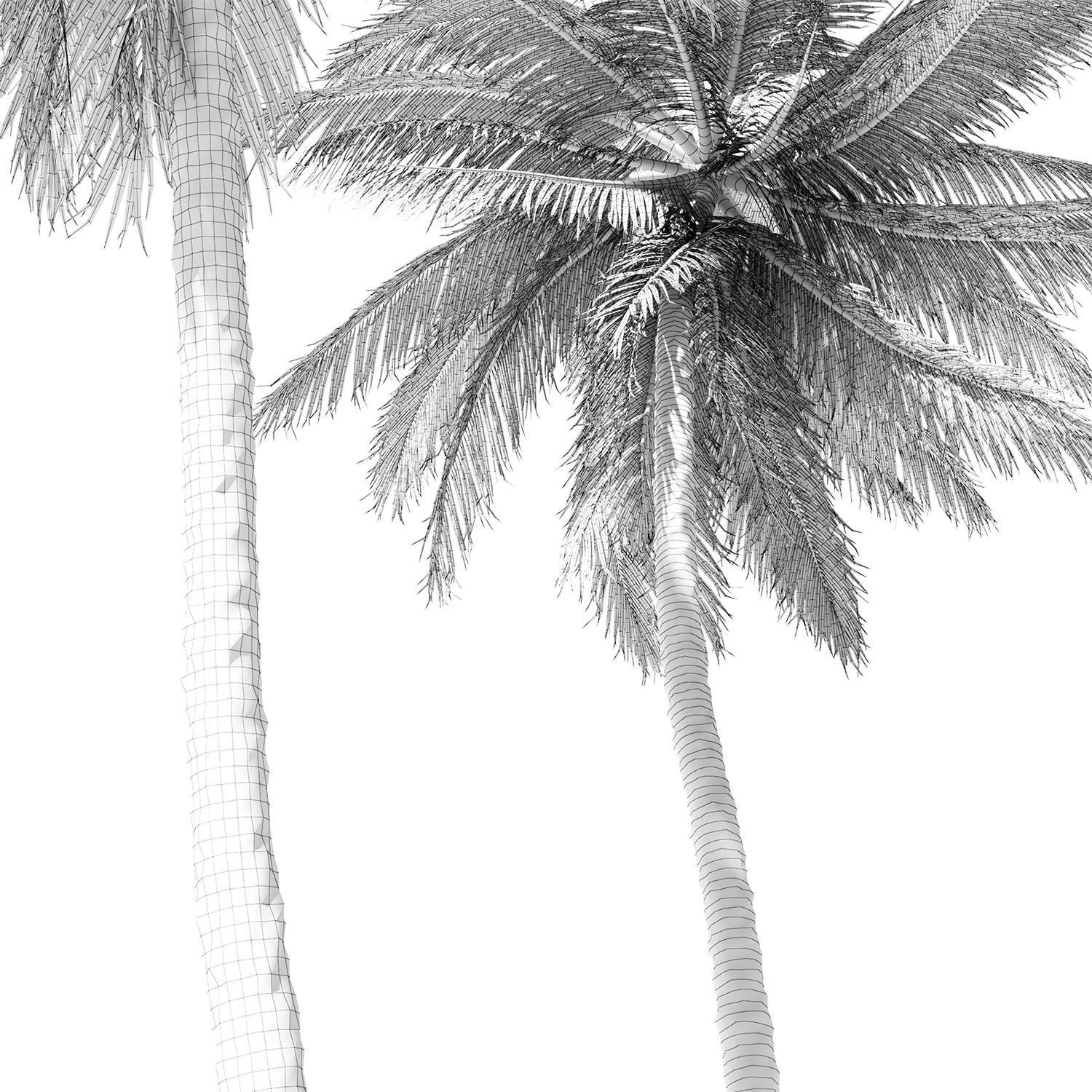 Coconut palm tree 3D model_8
