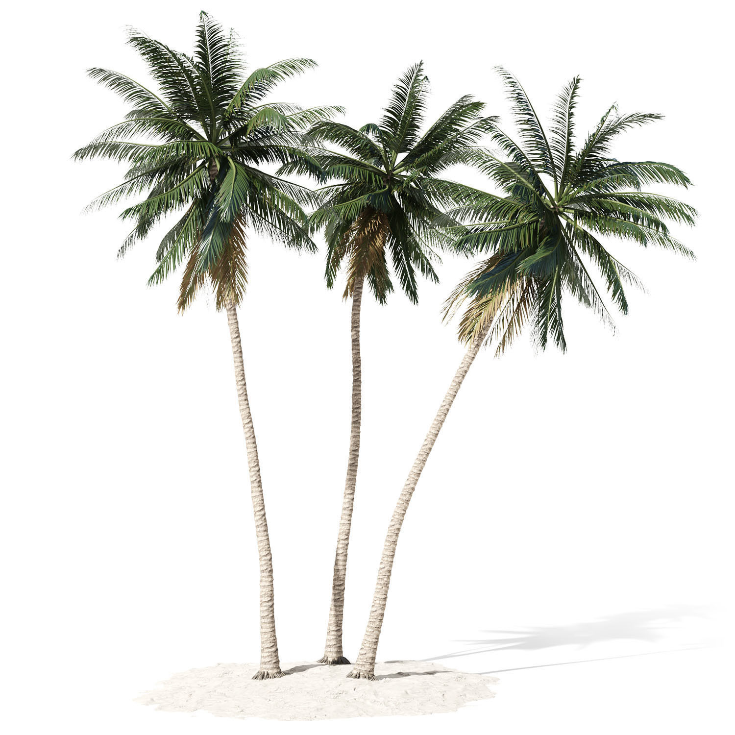 Coconut palm tree 3D model_3