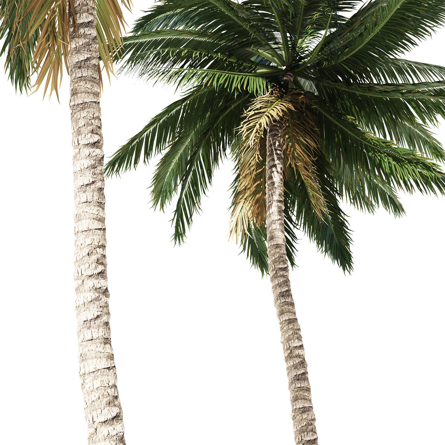 Coconut palm tree 3D model_2