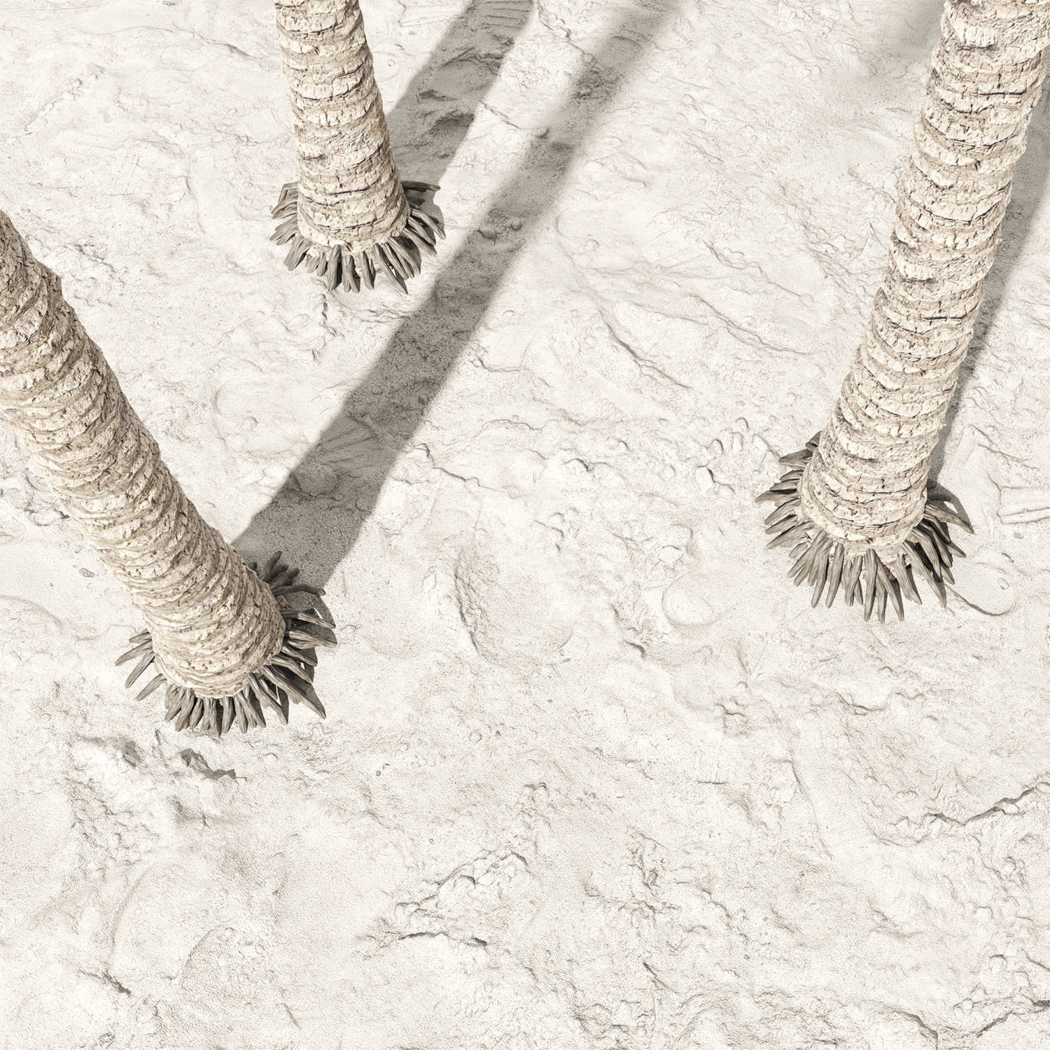 Coconut palm tree 3D model_6