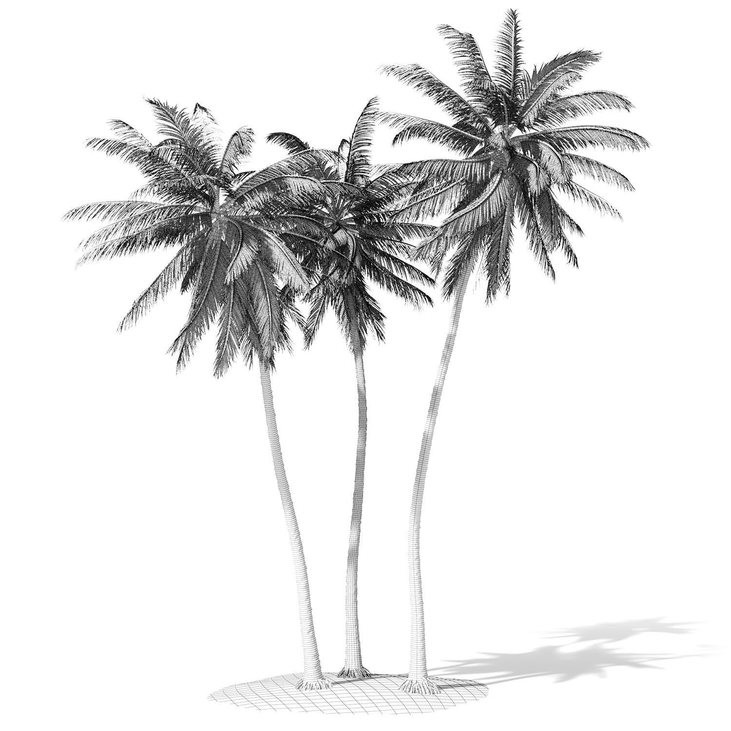 Coconut palm tree 3D model_9