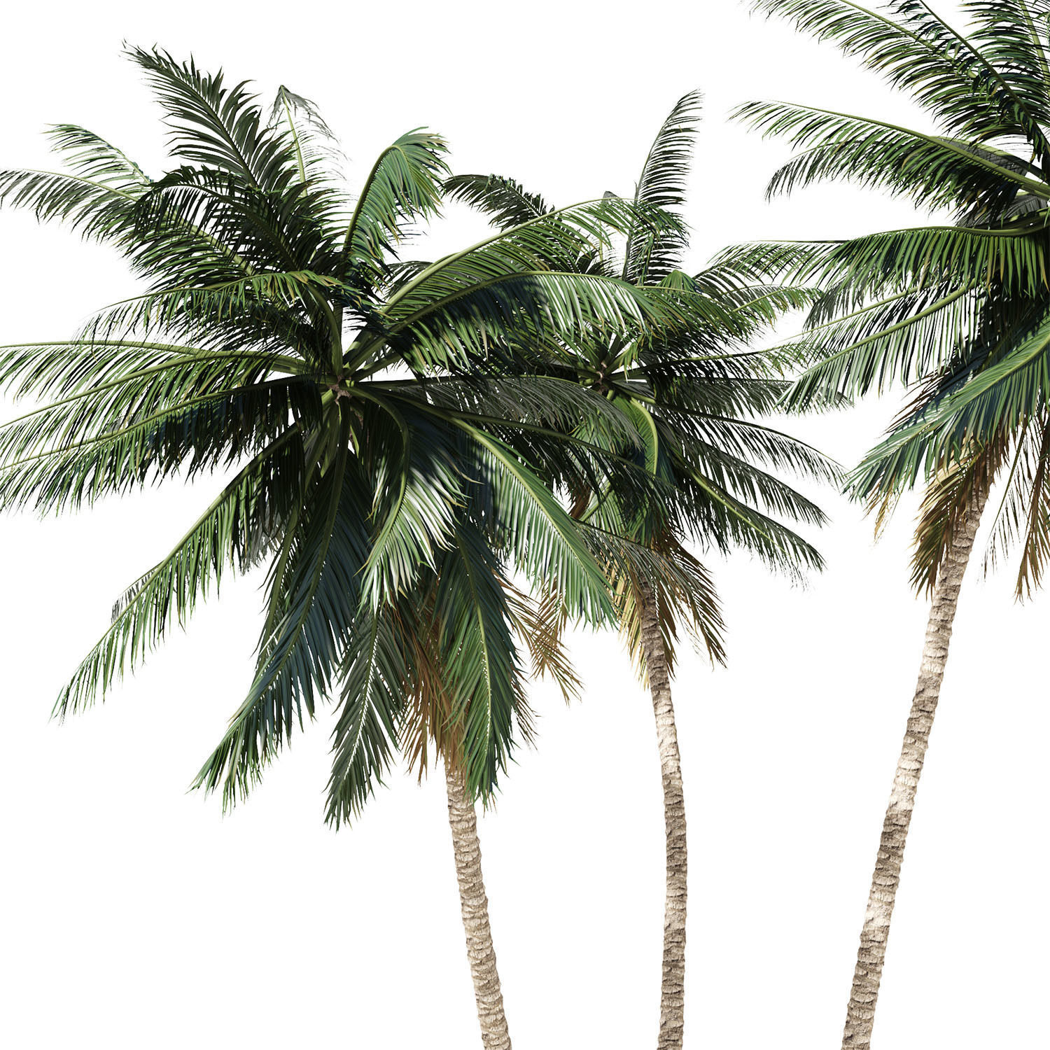 Coconut palm tree 3D model_5