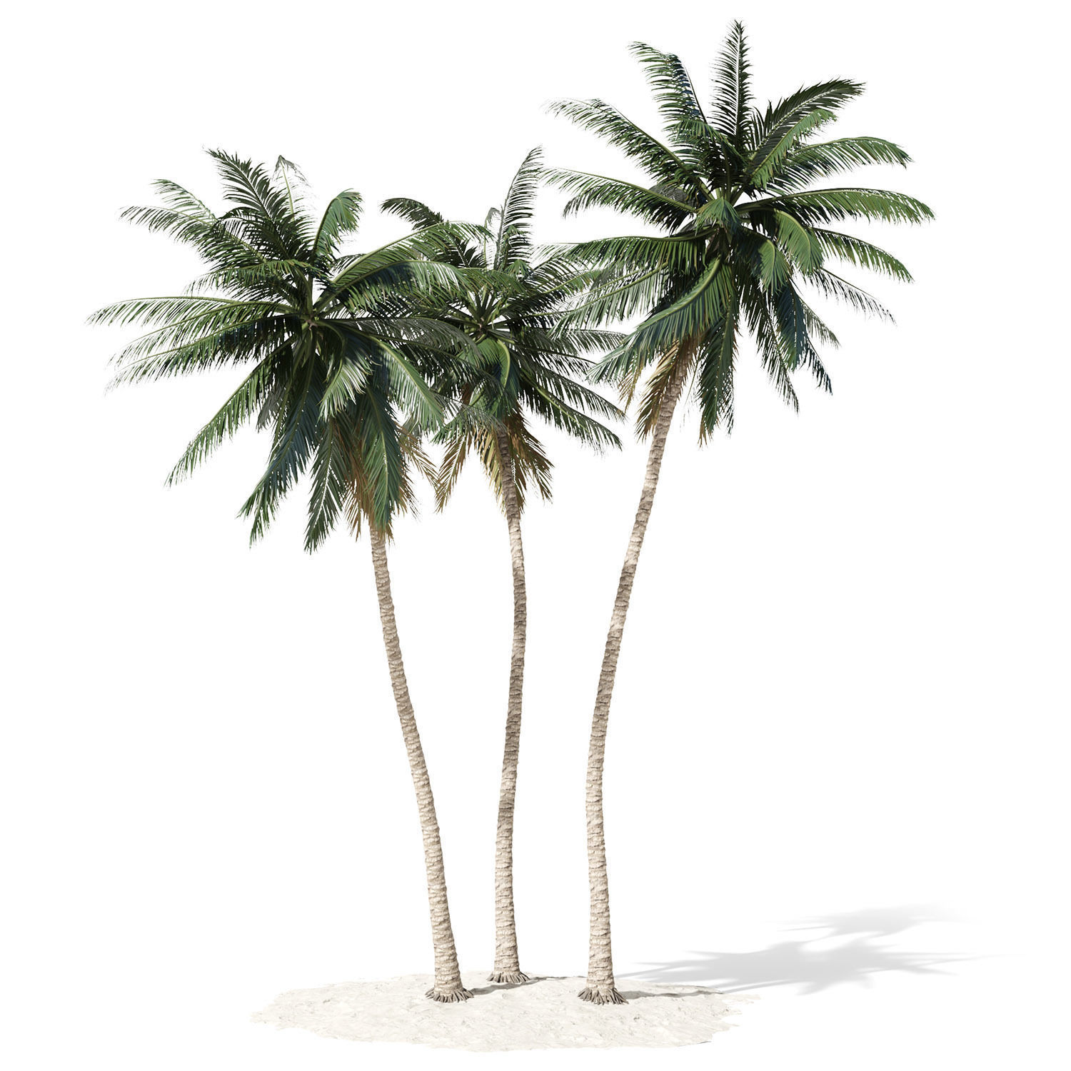 Coconut palm tree 3D model_1
