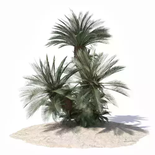 Sago Palm tree