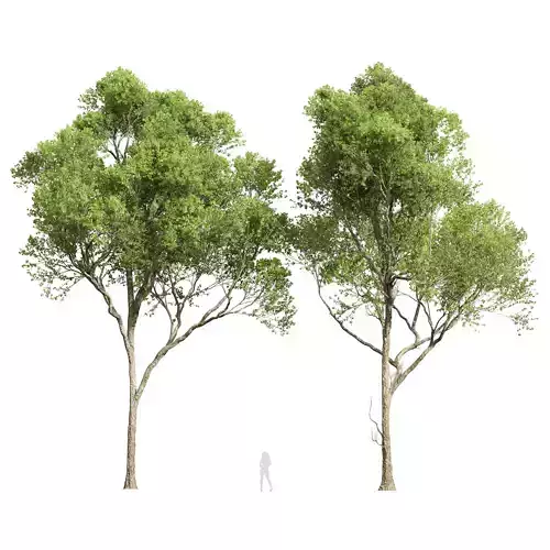 Acer Pseudoplatanus 3D model