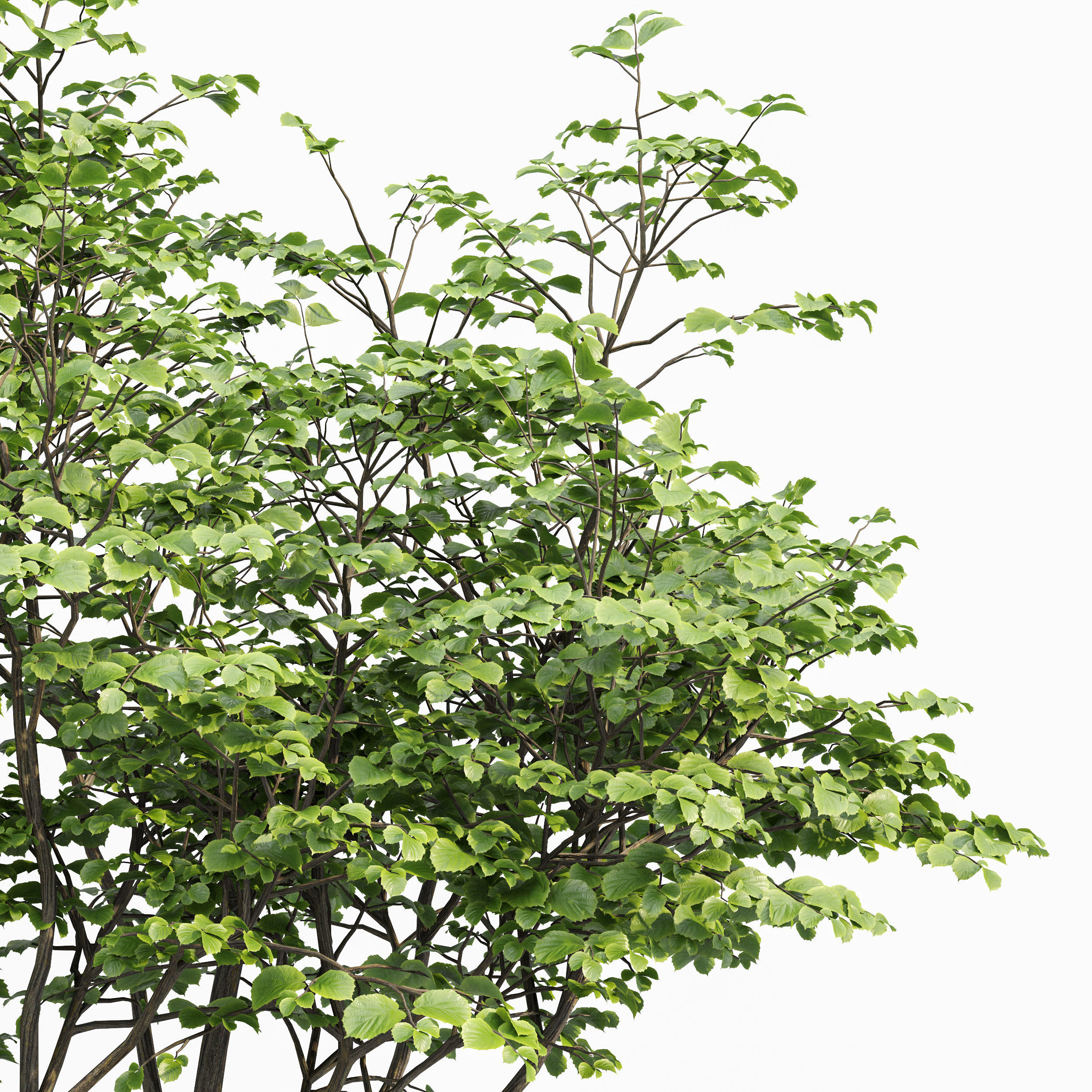 Acer Saccharinum and Hazel leaves 3D model_1