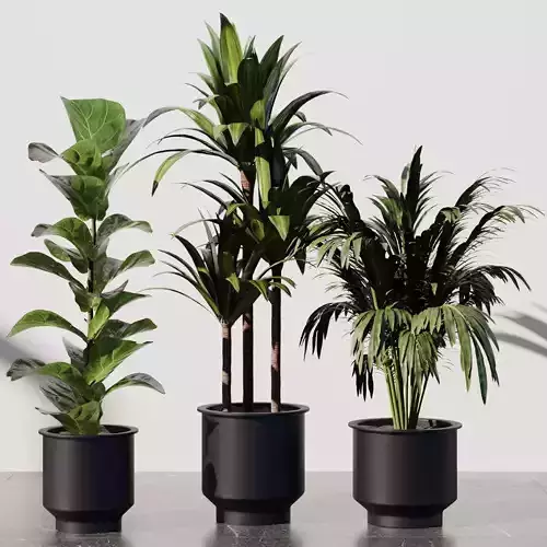 Indoor Plant SetV31 - Palm Ficus