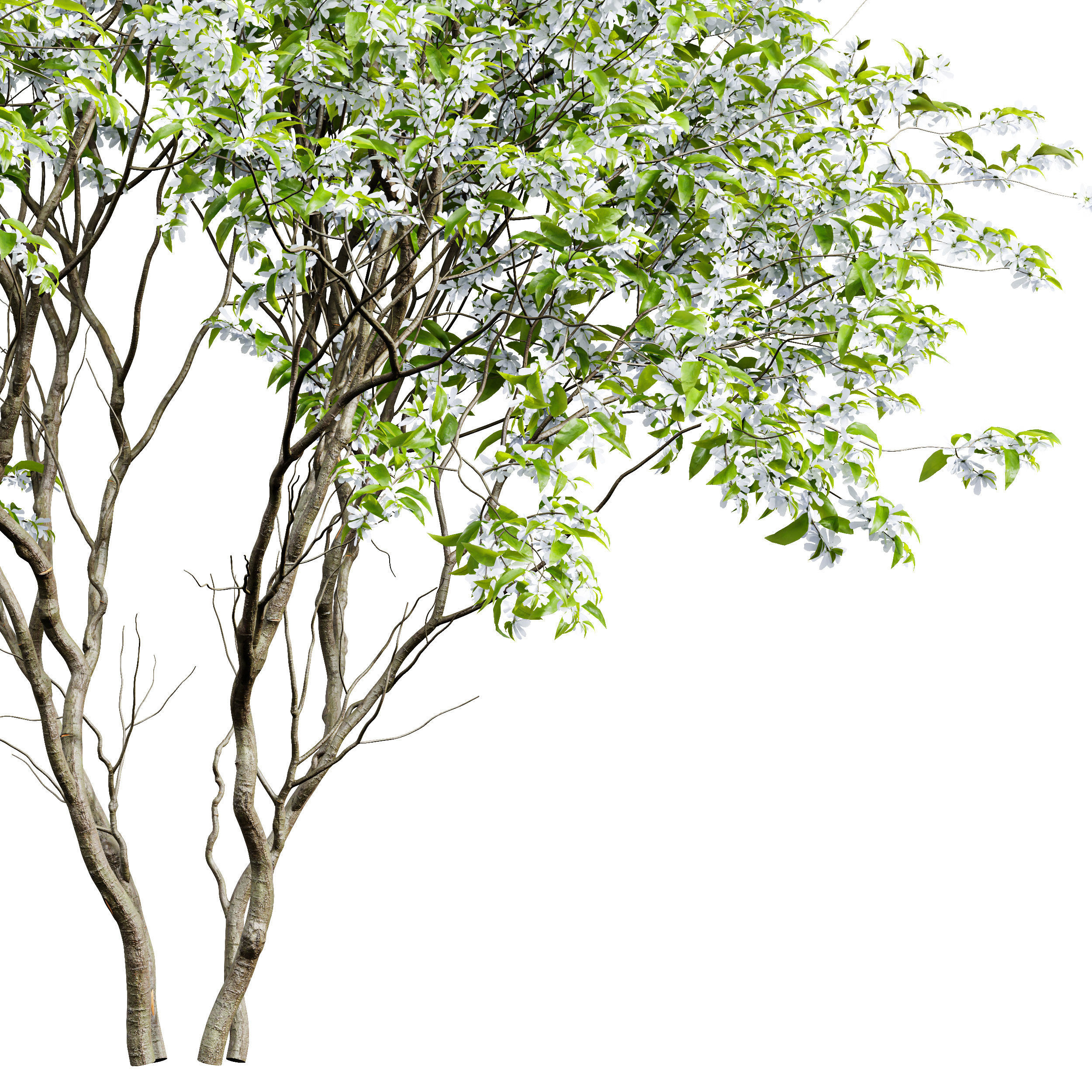 Amelanchier lamarckii3 3D model_1