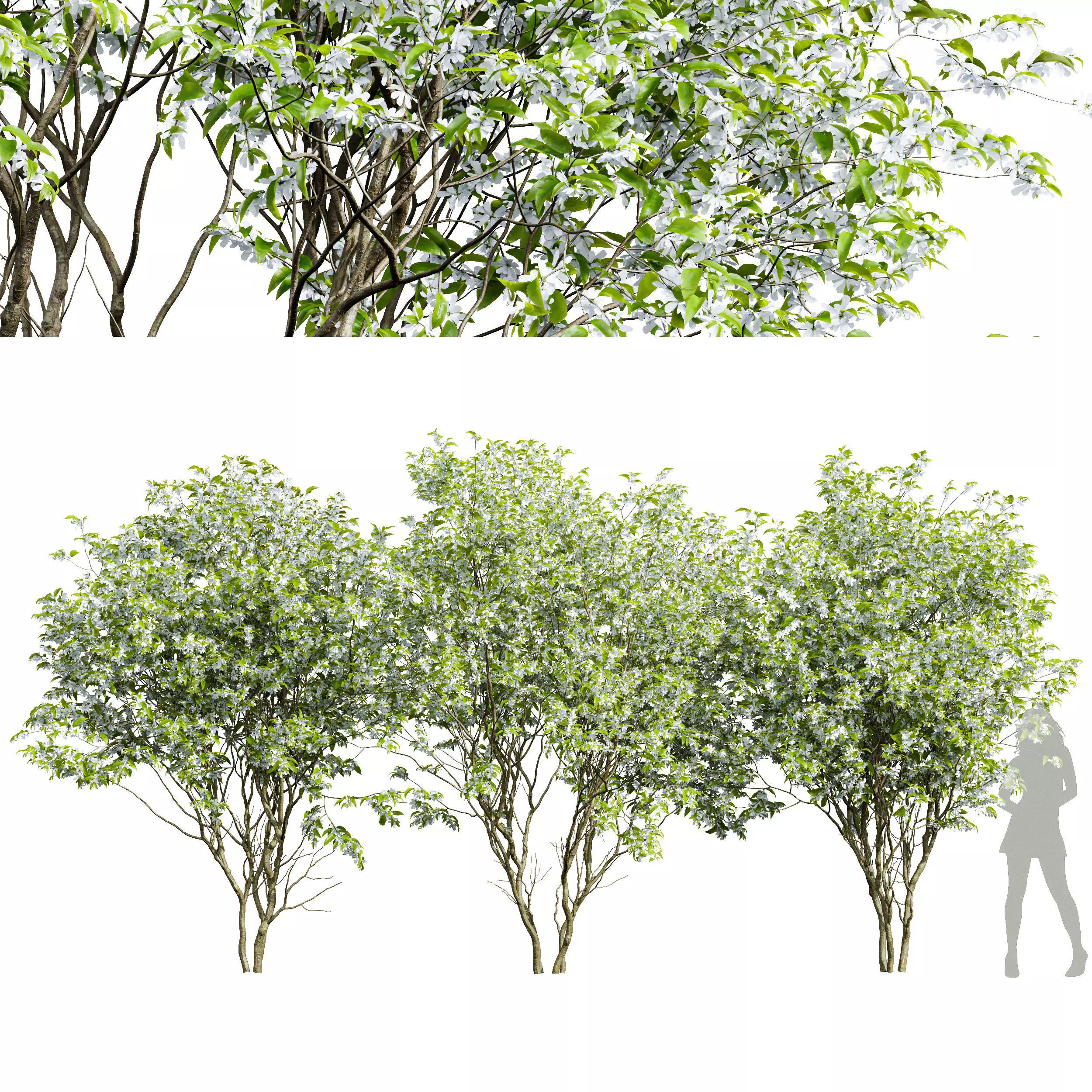 Amelanchier lamarckii3 3D model_0